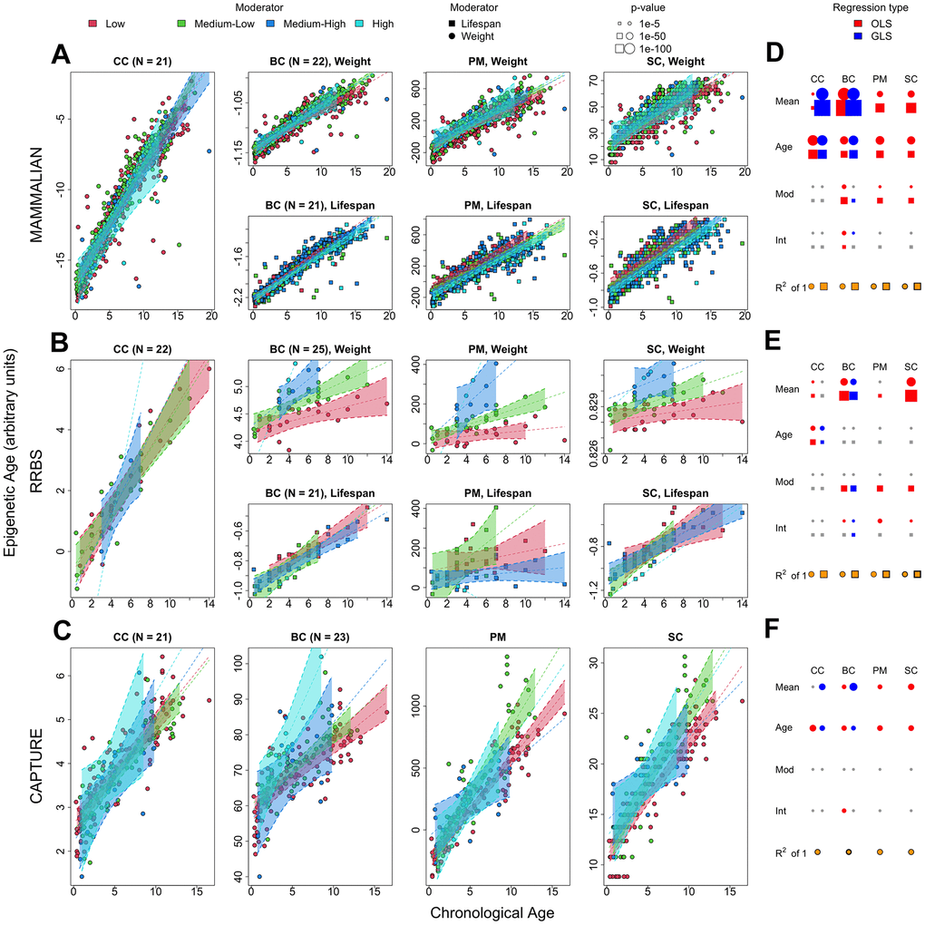 Statistical analyses of chronological and biological age sparse epigenetic clocks using phylogenetic penalized regression. Rows correspond to the mammalian methylation array, RRBS, and capture sequencing datasets, respectively. (A–C) The first, second, third and fourth panels in each row represent the different epigenetic clocks. CC: penalized generalized least squares regression trained on chronological age. BC: penalized generalized least squares regression trained on biological age (product of age and weight), PM: epigenetic pacemaker trained on biological age data, SC: BayesAge algorithm trained on biological age data. The trend lines and 99% confidence intervals are derived from the penalized, phylogenetic least squares prediction model. Any split panels depict the use of weight or lifespan as a moderator as described in the panel and legend. (D–F) The rightmost plots of each row depict the significance of each regressor in the corresponding dataset, with circle radii proportional to -log p-value (blue: phylogeny corrected least squares, red: ordinary least squares, gray: non-significant), the yellow-colored fraction of the area of the bottom circles and squares depicts the regression R2 values derived from the penalized, phylogenetic least squares prediction model.