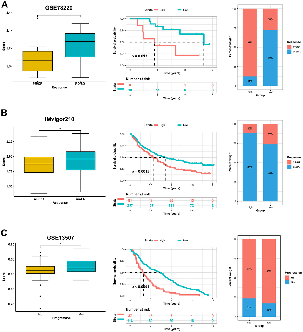 Validation for the predictive role of risk score on the immunotherapeutic response. (A) Kaplan-Meier survival analysis and distribution of immunotherapy responses of high- and low-score groups in GSE78220. (B) Kaplan-Meier survival analysis and distribution of immunotherapy responses of high- and low-score groups in IMvigor210 dataset. (C) Kaplan-Meier survival analysis and progress risk of high- and low-score groups in the GSE13507 dataset.