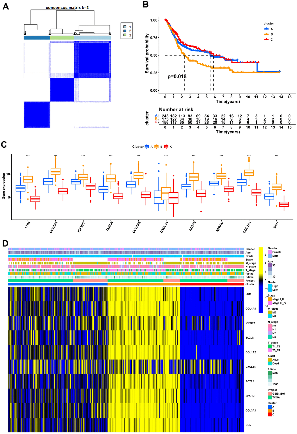 Recognition of 3 fibroblast marker gene subtypes by consensus clustering analysis. (A) Consensus matrix plots. K = 3 was determined as the optimal clustering number. (B) Kaplan-Meier survival analysis in clusters A, B, and C. (C) Differential expression of marker genes in fibroblast marker gene subtypes. (D) Heatmap of the marker gene expressions among clusters A, B, and C.