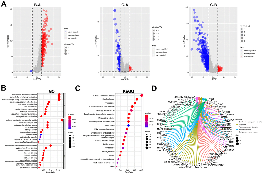 Identification and functional enrichment analysis of DEGs between fibroblast marker gene subtypes. (A) Volcano plots of differential expression of genes among clusters A, B, and C. The red dots represent upregulated genes and the blue dots represent downregulated genes. (B) Bubble plots of the GO terms of differential expression of genes. (C) Bubble plots of the KEGG pathways of differential expression of genes. (D) Correspondence between top 5 pathway and genes in KEGG.