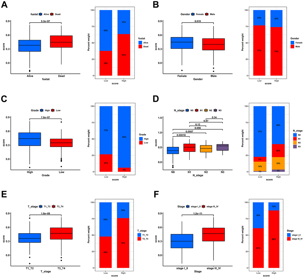 Correlation analysis of risk scores with clinical characteristics. Box plot for differences in risk score distribution (left) and bar plot for sample distribution in high- and low-risk groups (right) in different survival status (A), gender (B), grade (C), N stage (D), T stage (E), and tumor stage (F).