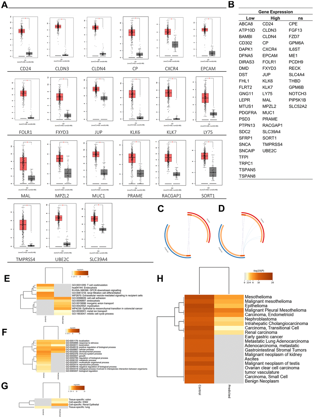 Oncogenicity analysis. (A) Twenty-one genes were significantly expressed in ovarian cancer among plasma membrane-related genes. (B) Plasma membrane-related genes expressions in ovarian cancer. (C) Overlap between gene lists: high expression gene list (Predicted) and Control gene list, (D) including the shared term level, where blue curves connect genes that share an enriched ontology term. Gene lists are represented by the inner circle, with hits arranged along the arc. Genes that appear on multiple lists are depicted in dark orange, while genes that only appear on one list are displayed in light orange. (E) Heatmap of enriched terms across input gene lists, colored by p-values. (F) Heatmap of biological processes across input gene lists, colored by p-values. (G) Pattern genes related to predicted and control genes. (H) DisGeNET is a discovery platform containing one of the largest publicly available collections of genes and variants associated with human diseases. The heatmap is colored by p-values. Dark orange indicates a greater probability that bioactivity will occur.