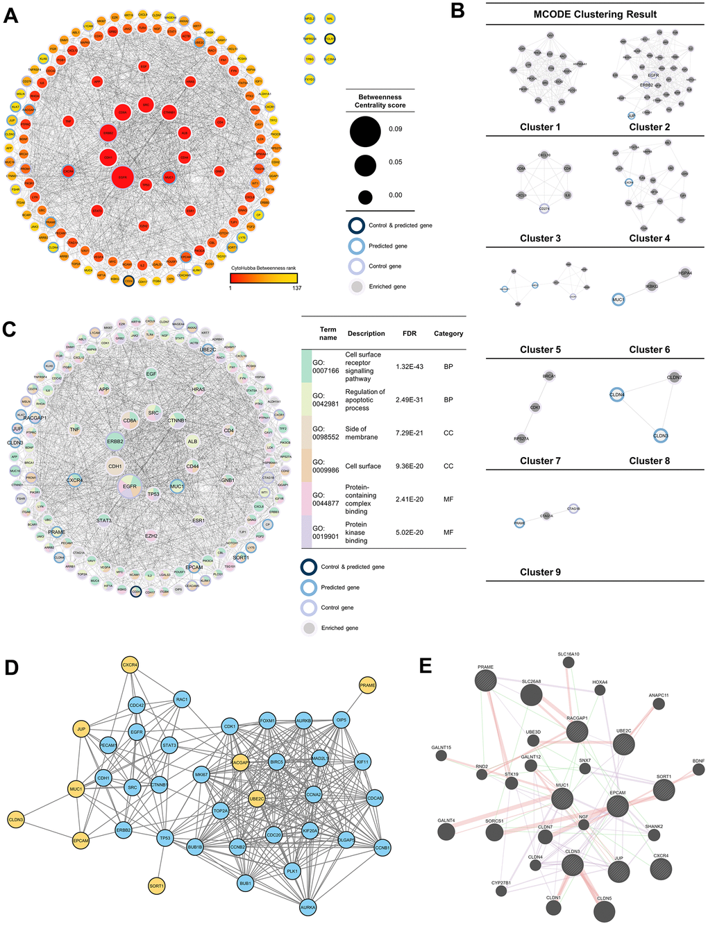 Protein-protein interaction (PPI) network analysis. (A) PPI network of 37 enriched genes (20 control and 17 predicted genes) with 100 genes, which were analyzed with NetworkAnalyzer and CytoHubba for node and edge scoring. Nine genes with the highest betweenness-centrality scores were designated as TAAr. (B) Clustered network with the Molecular Complex Detection (MCODE) algorithm. (C) Gene ontology (GO) terms related to control and predicted genes. (C) GO term related to control and predicted genes. (D) Interaction network of the TAAr gene: yellow genes are TAAr, and blue genes are interactor proteins. (STRING database, high confidence: 0.7). (E) GeneMania network of TAAr. The nine biggest nodes with shading are TAAr genes. Edge width is labeled for confidence scores.