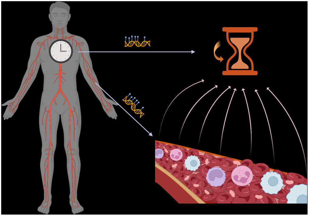 Epigenetic clocks reflect the average DNA methylation signal across multiple cell types/states in a tissue. Variations in this composition impact the interpretation of such clocks.