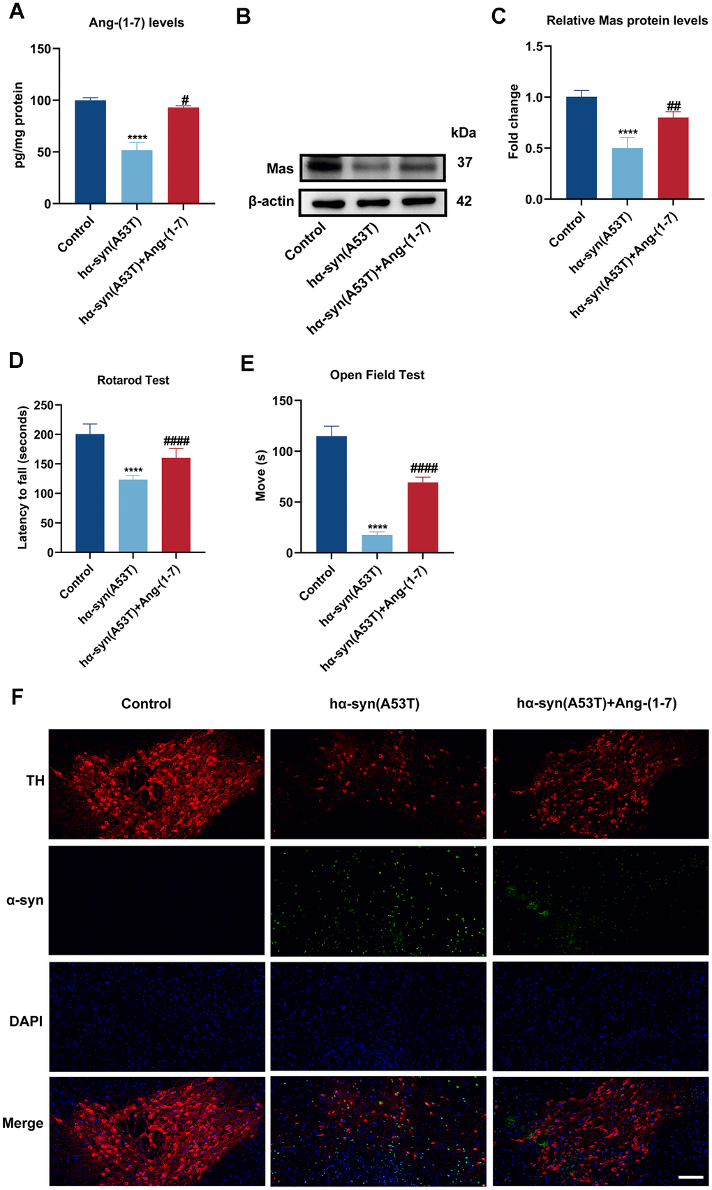 Ang-(1-7) takes a protective part in the hα-syn overexpressed PD model of mice. (A) The Ang-(1-7) levels within SN in different groups were examined using enzyme-linked immunosorbent assay (n = 6). (B) The MasR levels within SN in different groups were assessed by Western blot (n = 6). (C) Quantitative evaluation of MasR level. (D) The latency time in the Rotarod test were recorded (n = 21). (E) The movement time in the open field test were shown (n = 21). (F) Cells were labeled by anti-TH (red) and anti-α-syn (green) antibodies, nuclei were counterstained with DAPI (blue). The immunofluorescence was surveyed using a fluorescent microscopy. Scale bar, 100 μm (n = 6). Data are shown as the mean ± SD. ****P