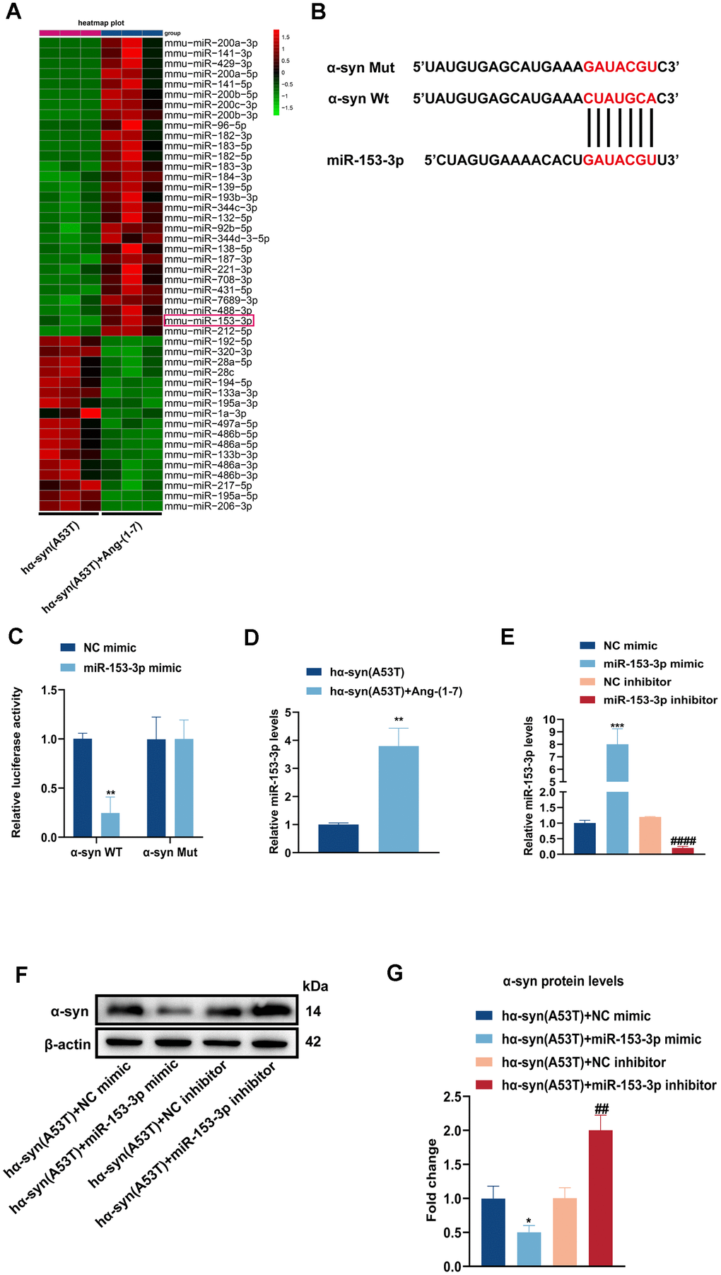 Overexpression of miR-153-3p reduces the level of α-syn and relieves the apoptosis in the hα-syn(A53T) overexpressed dopaminergic neurons. (A) The heatmap showed differentially expressed miRNAs in right SN of mice for every group (n = 3). (B) Probable binding site of miR-153-3p to α-syn. (C) The luciferase reporter assay to verify the combination between miR-153-3p and α-syn (n = 3). (D) The miR-153-3p level in SN of each mice group were assessed by qRT-PCR (n = 3). (E) The miR-153-3p levels of primary dopaminergic neurons in indicated groups were analysed by qRT-PCR (n = 3). (F) The α-syn level of primary dopaminergic neurons in each group was tested by Western blot (n = 3). (G) Quantitative evaluation of α-syn level.