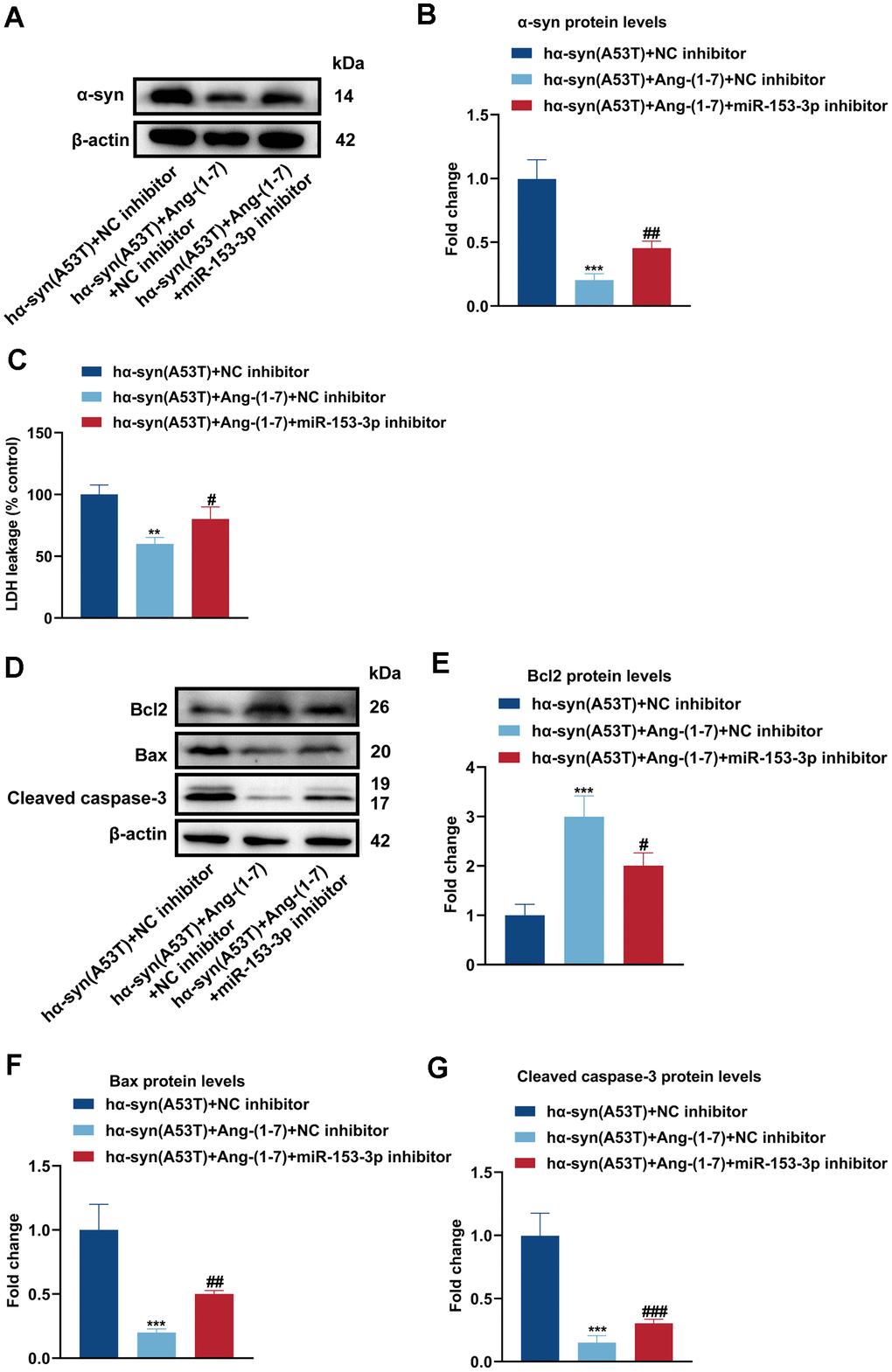 Ang-(1-7) decreases the level of α-syn and apoptosis in the hα-syn(A53T) overexpressed dopaminergic neurons through miR-153-3p. (A) The α-syn level of primary dopaminergic neurons in each group was detected by Western blot (n = 3). (B) Quantitative evaluation of α-syn level. (C) Cell cytotoxicity of primary dopaminergic neurons in each group was tested by LDH assay (n = 3). (D) The levels of Bcl2, Bax and cleaved caspase-3 in every group were observed by Western blot (n = 3). (E) Quantitative evaluation of Bcl2 level. (F) Quantitative evaluation of Bax level. (G) Quantitative evaluation of Cleaved caspase-3 level. Data are shown as the mean ± SD. **P