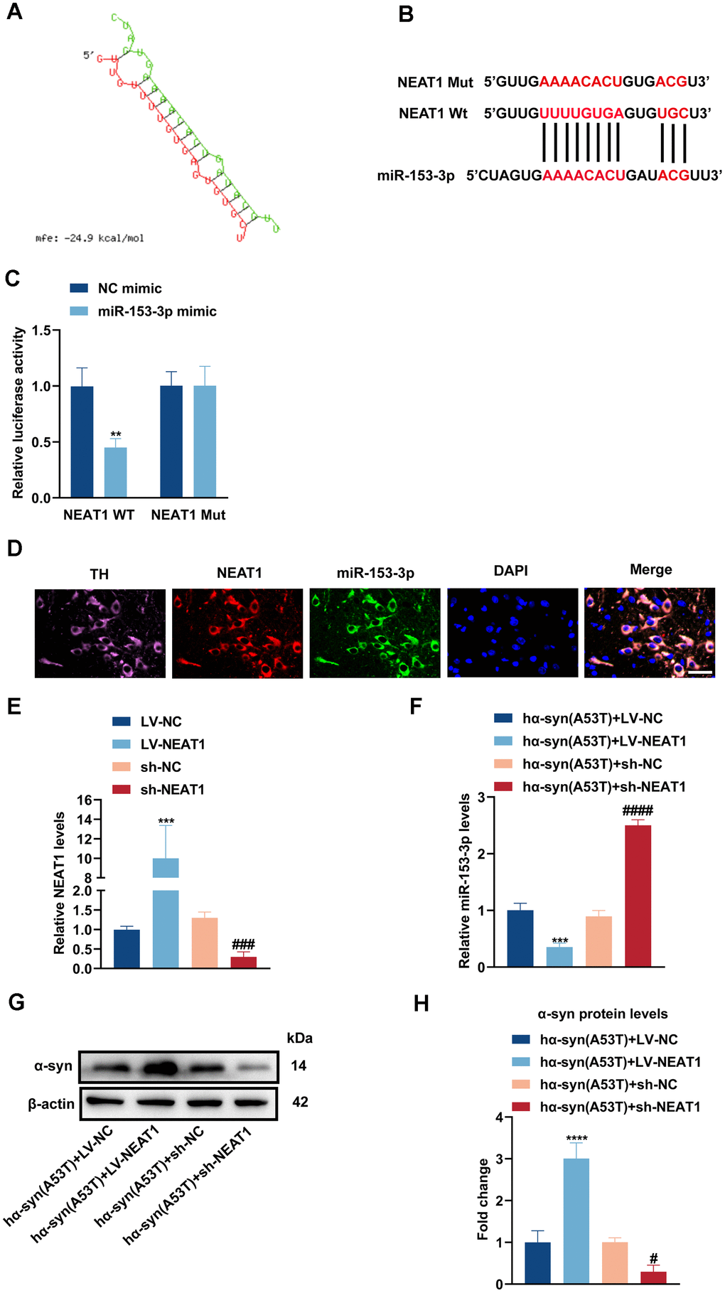 NEAT1 acts as a sponge of miR-153-3p therefore increasing the level of α-syn and apoptosis in the hα-syn(A53T) overexpressed dopaminergic neurons. (A, B) Probable binding site of NEAT1 to miR-153-3p. (C) The dual luciferase reported assay to verify the combination between NEAT1 and miR-153-3p (n = 3). (D) The location of NEAT1(red) and miR-153-3p(green) in the brain section of mice. TH (pink) represents the location of dopaminergic neurons, whereas DAPI (blue) represents the location of nuclear localization. Scale bar, 50 μm (n = 6). (E) The NEAT1 levels of primary dopaminergic neurons in indicated groups were analysed by qRT-PCR (n = 3). (F) The miR-153-3p levels of primary dopaminergic neurons in indicated groups were assessed by qRT-PCR (n = 3). (G) The α-syn level of primary dopaminergic neurons in each group was detected by Western blot (n = 3). (H) Quantitative evaluation of α-syn level.