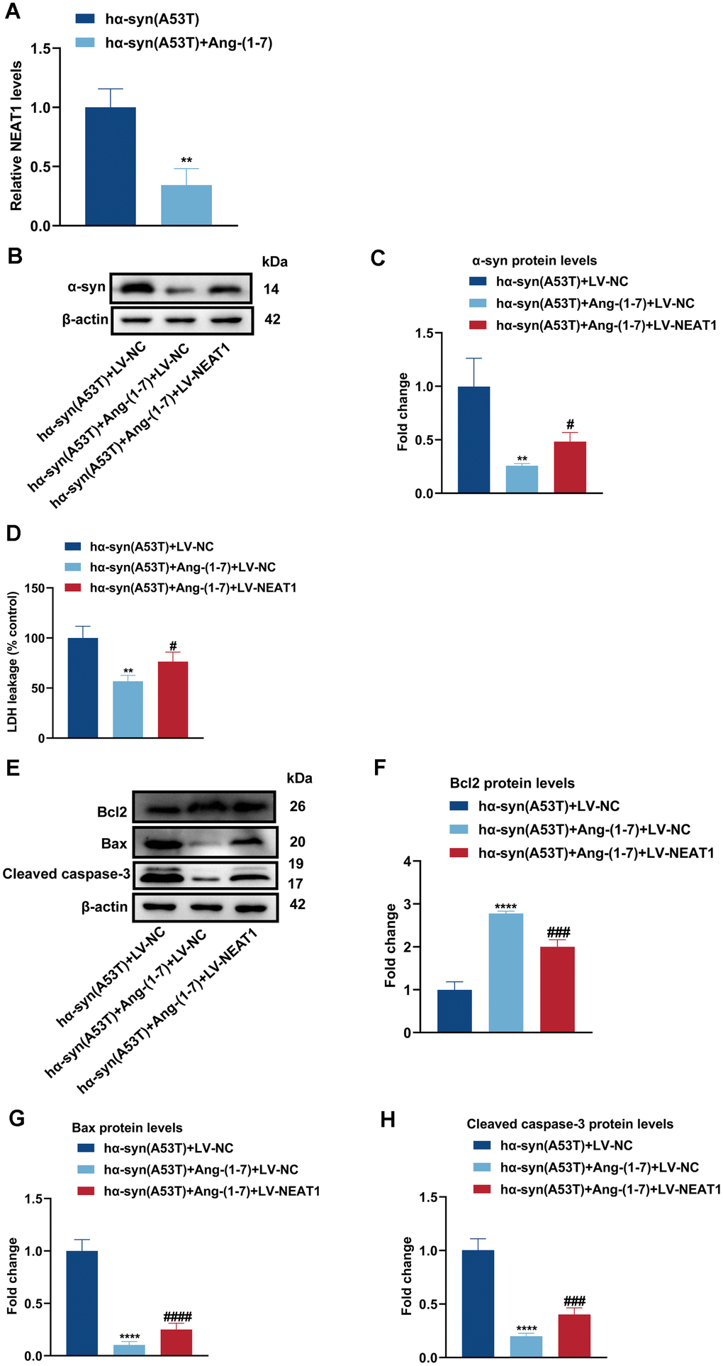 Ang-(1-7) decreases the level of α-syn and apoptosis in the hα-syn(A53T) overexpressed dopaminergic neurons through NEAT1. (A) The NEAT1 level in each group of mice was tested by qRT-PCR (n = 3). (B) The α-syn level of primary dopaminergic neurons in each group was shown by Western blot (n = 3). (C) Quantitative evaluation of α-syn level. (D) Cell cytotoxicity of primary dopaminergic neurons in each group was assessed by LDH assay (n = 3). (E) The levels of Bcl2, Bax and cleaved caspase-3 in every group were analyzed by Western blot (n = 3). (F) Quantitative evaluation of Bcl2 level. (G) Quantitative evaluation of Bax level. (H) Quantitative evaluation of Cleaved caspase-3 level. Data are shown as the mean ± SD. **P