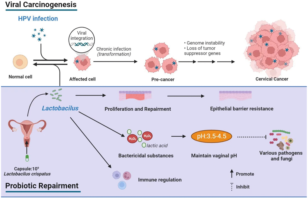 Schematic depiction of viral carcinogenesis and probiotic repairment.