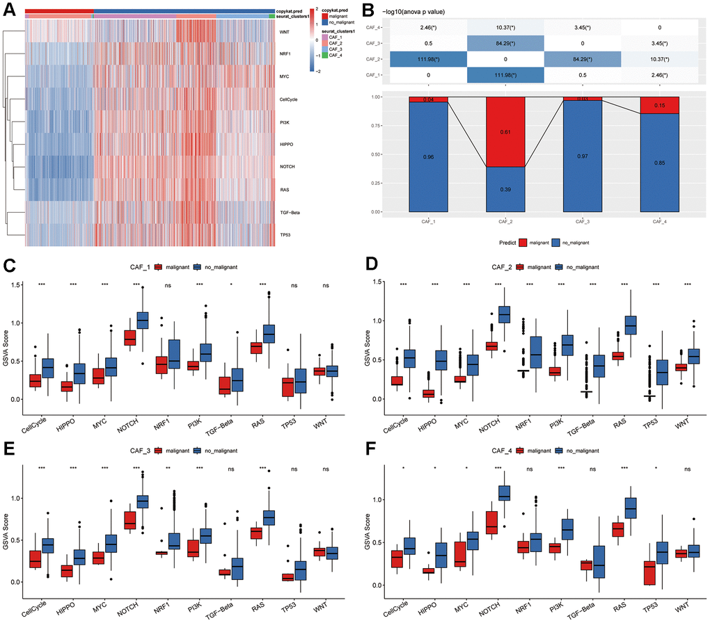 Tumor-related pathway characteristics in CAF clusters. (A) Heatmap illustrating GSVA scores for ten tumor-related pathways enriched in both malignant and non-malignant CAF cells. (B) Comparison of malignant and non-malignant cell proportions across different CAF clusters. Comparative analysis of GSVA scores for ten tumor-related pathways between malignant and non-malignant cells within (C) CAF