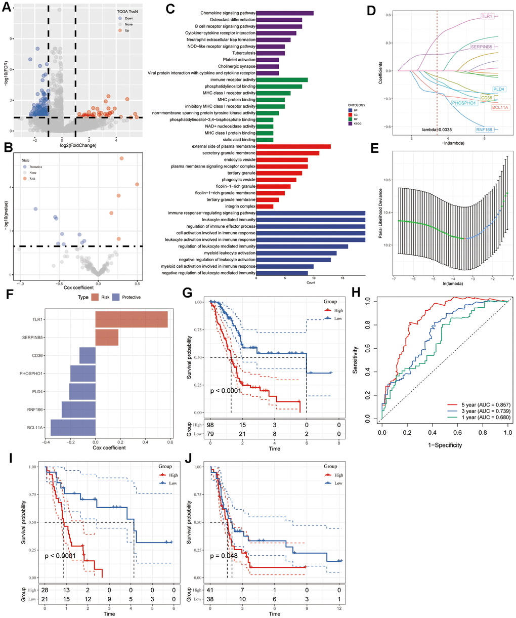 Identification of CAF-associated hub genes with prognostic significance. (A) Volcano plot illustrating DEGs between tumor and normal tissues in the TCGA-PAAD cohort. (B) Volcano plot showcasing prognosis-related genes identified through univariate Cox regression analysis. (C) Functional enrichment analyses encompassing GO (BP, CC, and MF) and KEGG analyses of CAF-related DEGs. (D) Trajectory plot depicting each independent variable with lambda in the LASSO model for PAAD. (E) LASSO coefficient profiles highlighting the seven genes in PAAD. The plot shows coefficient profiles against the log (lambda) sequence. (F) Multivariate Cox coefficients for each gene in the risk signature. (G) Kaplan-Meier curves illustrating the risk model constructed using the seven genes in the TCGA-PAAD cohort. (H) ROC curves displaying the risk model constructed with the seven genes in the TCGA-PAAD cohort. Kaplan-Meier curves of the risk model constructed with the seven genes in the validation datasets (I) GSE78229 and (J) GSE85916.