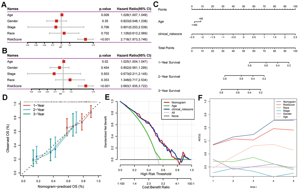 Creation of a nomogram using CAF-related gene signature for PAAD prognostication. (A) Univariate and (B) multivariate Cox regression analyses involving risk score and clinicopathological characteristics. (C) Development of a nomogram model amalgamating age and risk score. (D) Calibration plots showcasing the prediction accuracy for 1-, 2-, and 3-year survival probabilities. (E) Decision curve analysis illustrating the nomogram’s utility. (F) Time-ROC curve analysis comparing the predictive performance of the nomogram against other factors.