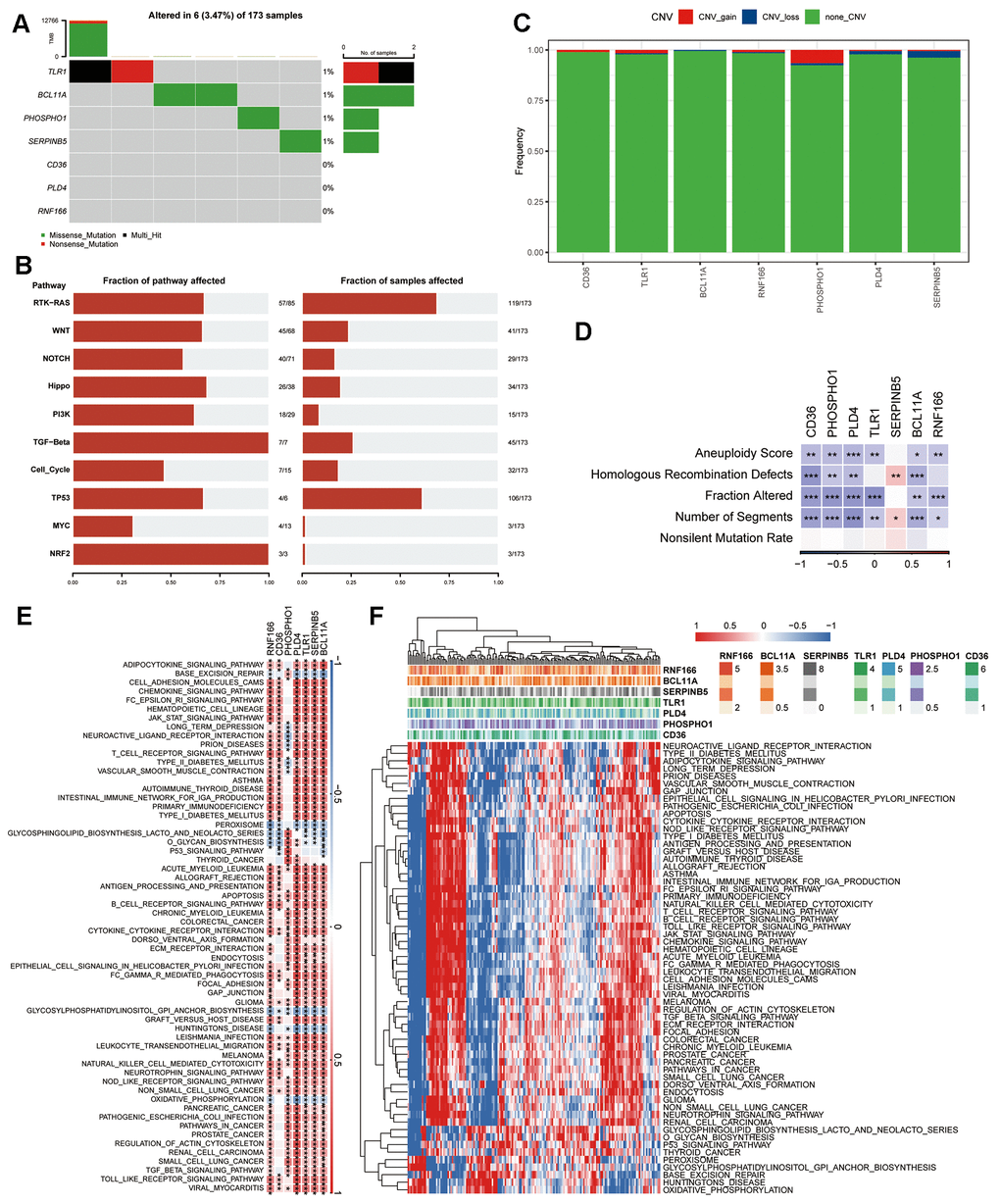 Genetic profile of the seven genes in the risk signature. (A) Waterfall diagram illustrating SNV mutations of the seven pivotal genes. (B) Enrichment heatmap displaying key pathways associated with SNV data in PAAD. (C) CNV alterations in the seven crucial genes, showcasing instances of gain, loss, and absence of alterations. (D) Heatmap visualizing correlations between the seven pivotal genes and Aneuploidy Score, Homologous Recombination Defects, Fraction Altered, Number of Segments, and Nonsilent Mutation Rate. (E) Heatmap revealing gene-pathway correlations. (F) Heatmap illustrating enrichment scores for pathways. *P P P 