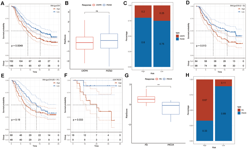 Risk signature response to immunotherapy in IMvigor210 and GSE78220 cohorts. (A) Prognostic differences among IMvigor210 cohort subgroups based on the risk score. (B) Variations in risk scores within IMvigor210 cohort responses to immunotherapy. (C) Distribution of immunotherapy responses among risk score groups in the IMvigor210 cohort. (D) Prognostic differences among subgroups of early-stage patients in the IMvigor210 cohort based on the risk score. (E) Prognostic differences among subgroups of advanced-stage patients in the IMvigor210 cohort based on the risk score. (F) Prognostic differences among subgroups of the GSE78220 cohort based on the risk score. (G) Variations in risk scores among GSE78220 cohort responses to immunotherapy. (H) Distribution of immunotherapy responses among risk score groups in the GSE78220 cohort.