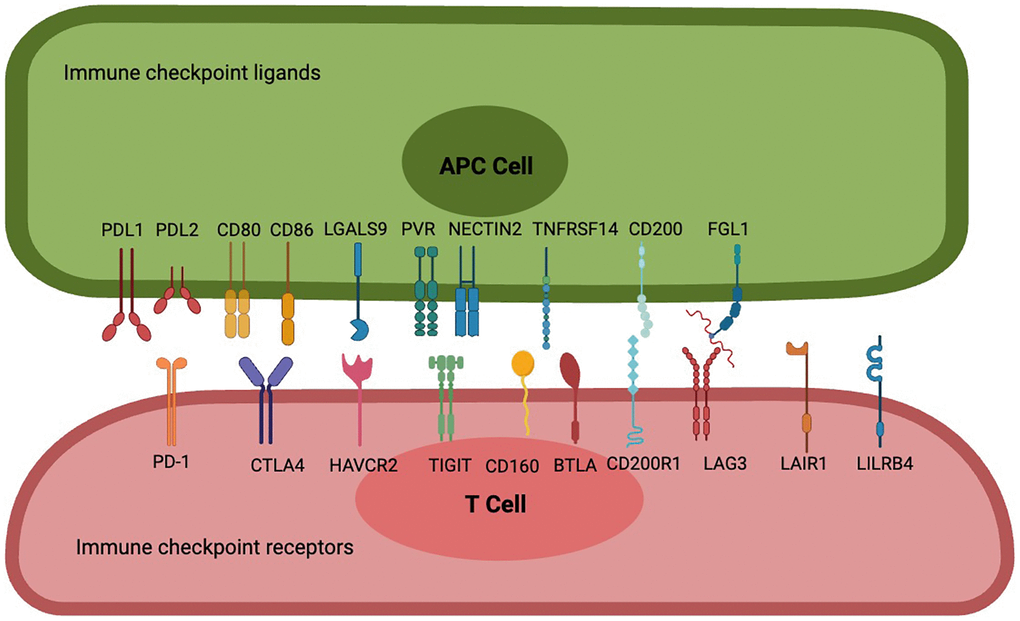 Interactions between frontier immune checkpoint receptors and corresponding ligands. PD-1 is a potent T cell inhibitory receptor that binds to PDL1 or PDL2 to inhibit T cell activation, differentiation, and proliferation, resulting in an immunotolerant state; CTLA-4 has a significant strong affinity for CD80 and CD86, leading to blockade of CD80 and CD86 co-stimulation and inhibition of sustained T cell activation; Cell 1 (Th1) apoptosis, resulting in reduced autoimmune and anti-tumor immune responses. T cell immune receptors with TIGIT are thought to activate inhibitory receptors in T cells, NK cells, and regulatory T cells (Tregs), including NECTIN2 and high-affinity homologous receptor PVRs. CD160 binds broadly but weakly to MHC class I molecules, binds strongly to HVEM to attenuate the activity of specific subsets of CD4 T lymphocytes or enhance the activity of CD8 T cells, and also controls cytokine production in NK cells, while BTLA has two immunoreceptor tyrosine-based inhibitory motifs, and binding to HVEM is involved in providing an overall inhibitory immune response. CD200 is a type 1 cell membrane glycoprotein of the immunoglobulin supergene family, and its interaction with its receptor CD200R leads to the attenuation of multiple immune responses, FGL1, as a novel checkpoint ligand that surpasses the LAG3 classical ligand MHC II, is a proliferation and metabolism-related protein secreted by the liver, and their binding transmits negative signals to activated T cells to prevent immune-mediated tissue damage, and LAIR-1, a novel immunosuppressive transmembrane protein. Interactions with several of its ligands (e.g., extracellular matrix collagen, C1q complement components, surfactant protein D, and adiponectin) induce phosphorylation of ITIM and inhibit immune cell activation or differentiation, while LILRB4 binds to ligands such as ALCAM, ApoE, fibronectin, Galectin-8 and others to inhibit antigen-presenting cell activation, leading to immune tolerance.