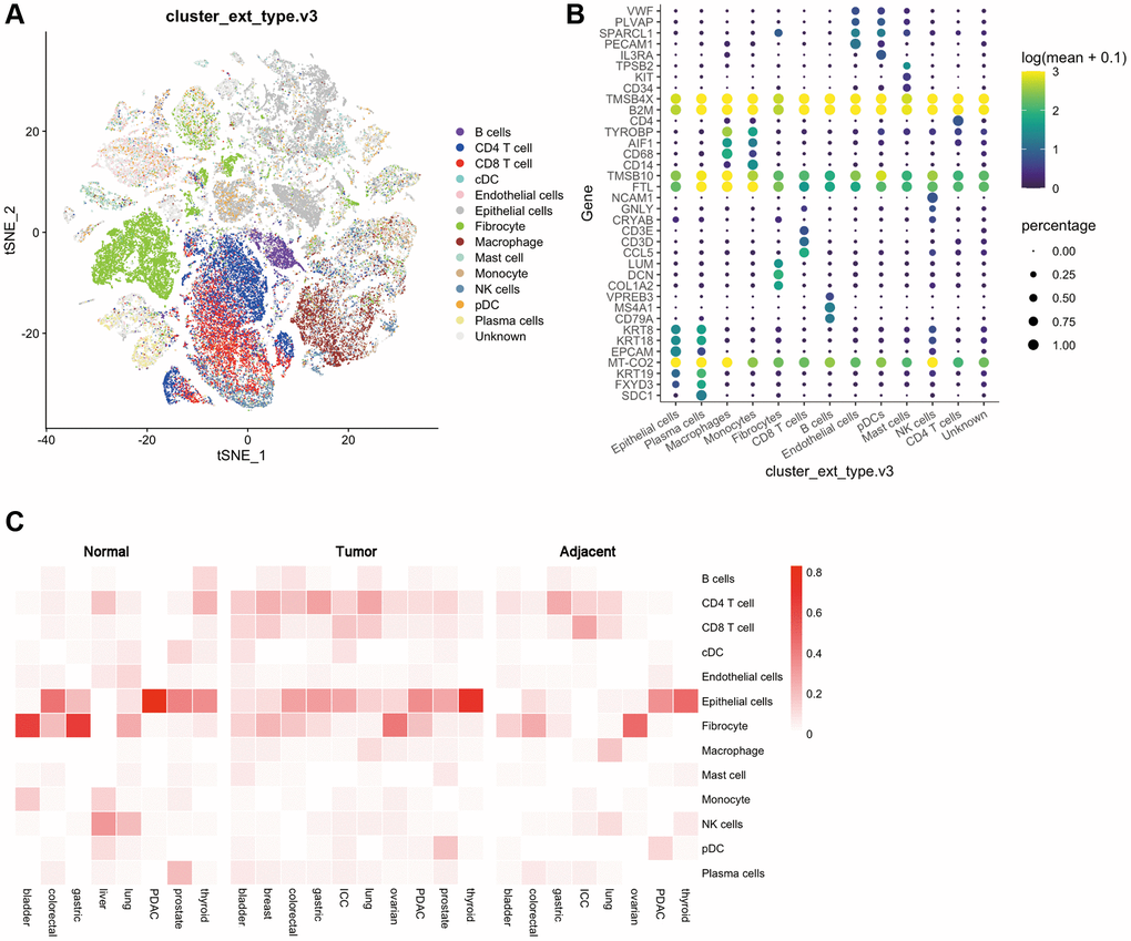 Distribution of various cells and immune checkpoints in the tumor immune microenvironment. (A) t-SNE plots of tumor-infiltrating T cells and stromal cells, overlaid with color-coded clusters; (B) The expression of immune genes in different types of immune cells. The size of the dots represents the proportion of cells with positive gene expression, and the color represents the level of gene expression; (C) Heat map of the distribution ratio of cells in the immune microenvironment in normal tissues, adjacent tissues, and tumor tissues of a variety of tumors.