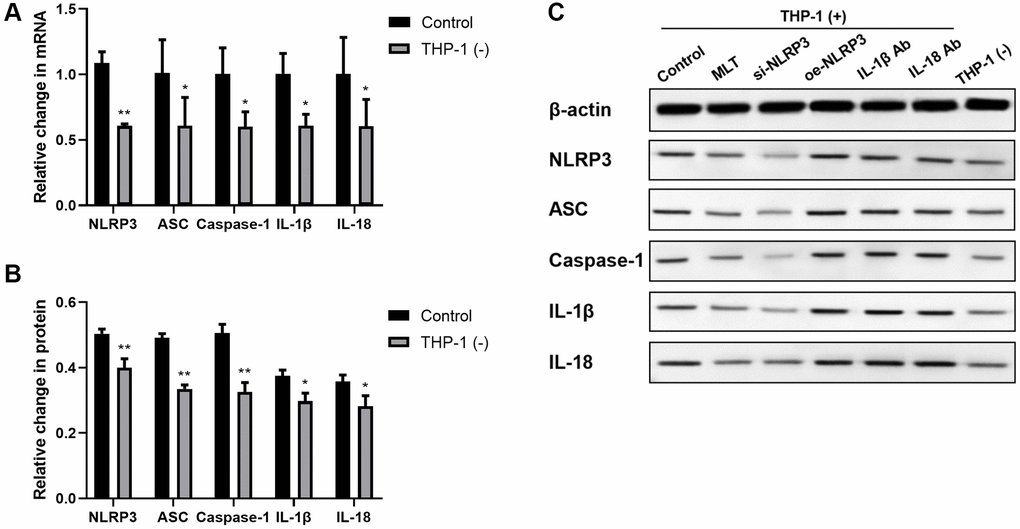 Co-culturing THP-1 macrophages with A549 strongly enhanced the NLRP3 inflammasomal axis expressions in A549. (A) The NLRP3, ASC, Caspase-1, IL-1β, and IL-18 transcript contents were substantially augmented in the A549 and THP-1 co-culture system. (B, C) The NLRP3, ASC, Caspase-1, IL-1β, and IL-18 protein expressions were upregulated in the A549 and THP-1 co-culture system, as evidenced by western blot assay. β-actin served as the endogenous control. *p **p n = 3).