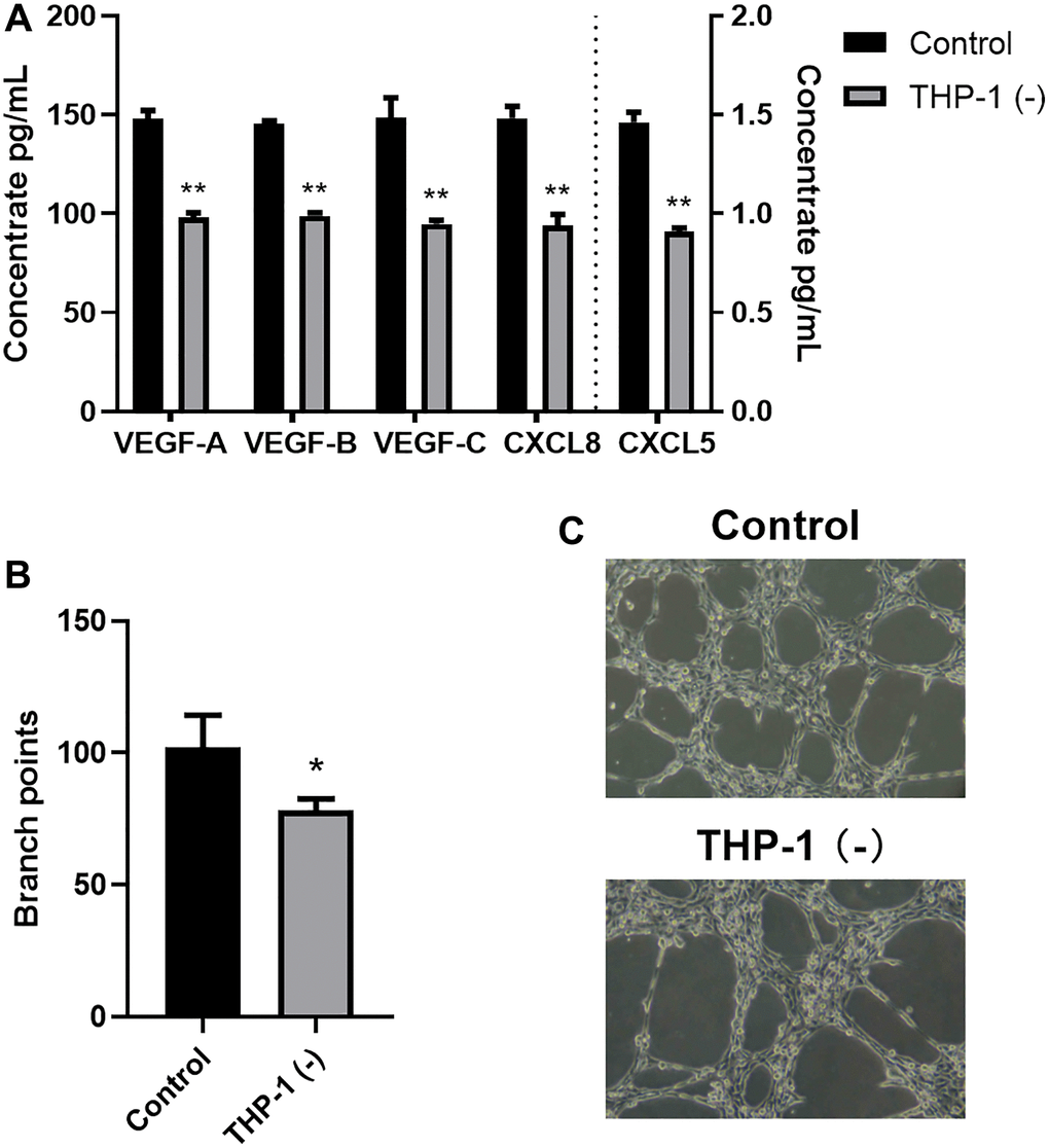 Co-culturing THP-1 macrophages with A549 promoted TME angiogenesis and lymphangiogenesis. (A) The VEGF-A, VEGF-B, VEGF-C, CXCL8, CXCL5 protein expressions, as detected by ELISA. (B, C) Branch point quantification. Typical phase-contrast images revealing tube formation. *p **p n = 3).