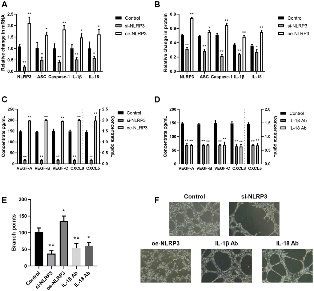 The NLRP3 inflammasomal axis positively modulated angiogenesis and lymphangiogenesis. (A) The NLRP3, ASC, Caspase-1, IL-1β, and IL-18 transcript expressions in the control, si-NLRP3, and oe-NLRP3 cells, as evidenced by RT-PCR. (B) The NLRP3, ASC, Caspase-1, IL-1β, and IL-18 protein contents in the control, si-NLRP3, and oe-NLRP3 cells, as evidenced by western blot assay. (C) The VEGF-A, VEGF-B, VEGF-C, CXCL8, and CXCL5 protein expressions in the control, si-NLRP3, and oe-NLRP3 cells, as detected by ELISA. (D) The VEGF-A, VEGF-B, VEGF-C, CXCL8, and CXCL5 protein contents, as detected by ELISA in control, IL-1β Ab-, and IL-18 Ab-treated cells. (E, F) Branch point quantification. Typical phase-contrast images revealing tube formation. *p **p n = 3).