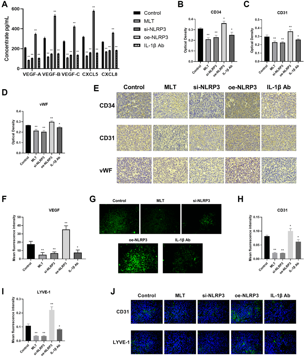 Melatonin downregulated angiogenesis and lymphangiogenesis by targeting the NLRP3 pathway in mice. (A) Levels of angiogenic and lymphangiogenic factors (VEGF-A, VEGF-B, VEGF-C, CXCL5, and CXCL8) in mice serum determined by ELISA. (B–E) Immunohistochemical (IHC) staining of vascular marker proteins (CD34, CD31, and vWF) in tumor tissues. (F, G) Immunofluorescence (IF) detection of VEGF in tumor tissues. (H–J) IF detection of neovascularization marker (CD31) and lymphangiogenesis marker (LYVE-1) in tumor tissues. *p **p n = 3).