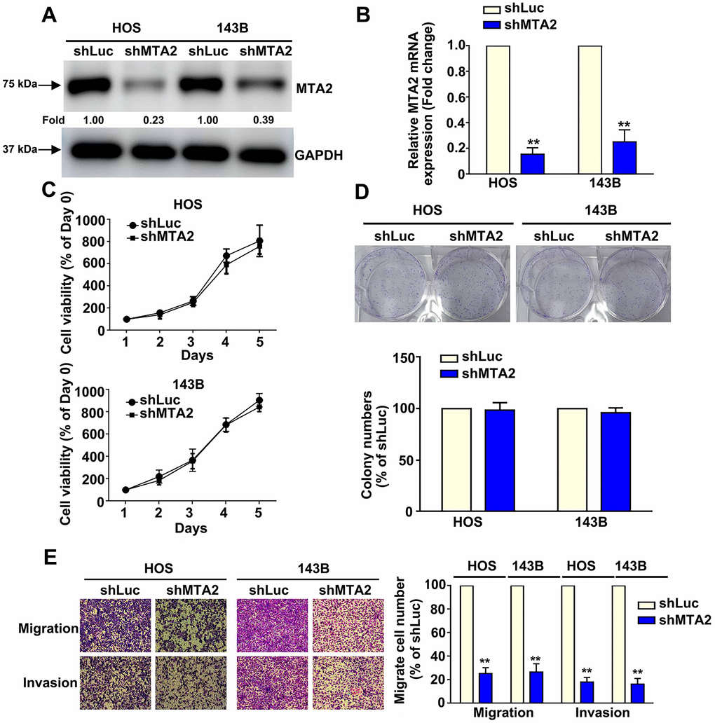 Knockdown of MTA2 inhibits human osteosarcoma cell migration and invasion. (A, B) Stable MTA2 knockdown in HOS and 143B cells was ascertained by western blot and RT-qPCR assay. (C) Cell growth ability of shLuc- and shMTA2- osteosarcoma cells by MTT assay. (D) Proliferation rates of shLuc- and shMTA2- osteosarcoma cells as assessed by colony formation assay. (E) In vitro migration and invasion assays to evaluate the effect of MTA2 knockdown on the migratory and invasive abilities of HOS and 143B cells. ** P .