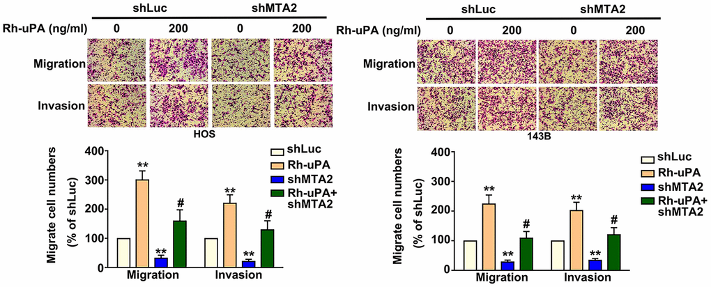 Effect of uPA treatment on migratory and invasive capabilities in human MTA2-depleted osteosarcoma cells. Treatment with or without Rh-uPA (200 ng/mL) in shLuc and shMTA2 osteosarcoma cells for 24 h, followed by the assessment of cell migration and invasion ability using the in vitro Boyden chamber migration and invasion assay. ** P , compared with shLuc cells; # P , compared with shMTA2 cells.