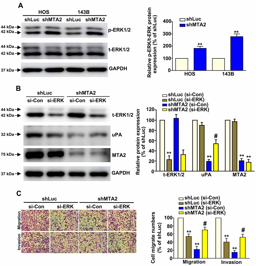 ERK1/2 is involved in MTA2-mediated regulation of human osteosarcoma cell migration and invasion. (A) The expression of activated ERK1/2 in shLuc and shMTA2 cells by western blot assay. (B) Transfection of si-Con or si-ERK in shLuc and shMTA2 osteosarcoma cells for 24 h, followed by the western blot and (C) in vitro Boyden chamber migration and invasion assay. ** P P 