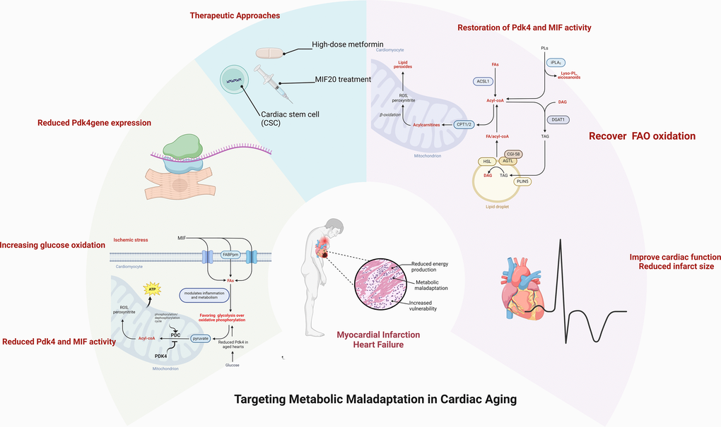  Alterations in cardiac metabolic homeostasis occurred with aging. The capability of metabolic adatpive response to pathological stress conditions declines in the aged heart. The pharmacologica and non-pharmacological approaches could rescue the aging-related vulnerability to the pathological challenge through an appropriate metabolic regulation. Created with Biorender.com.