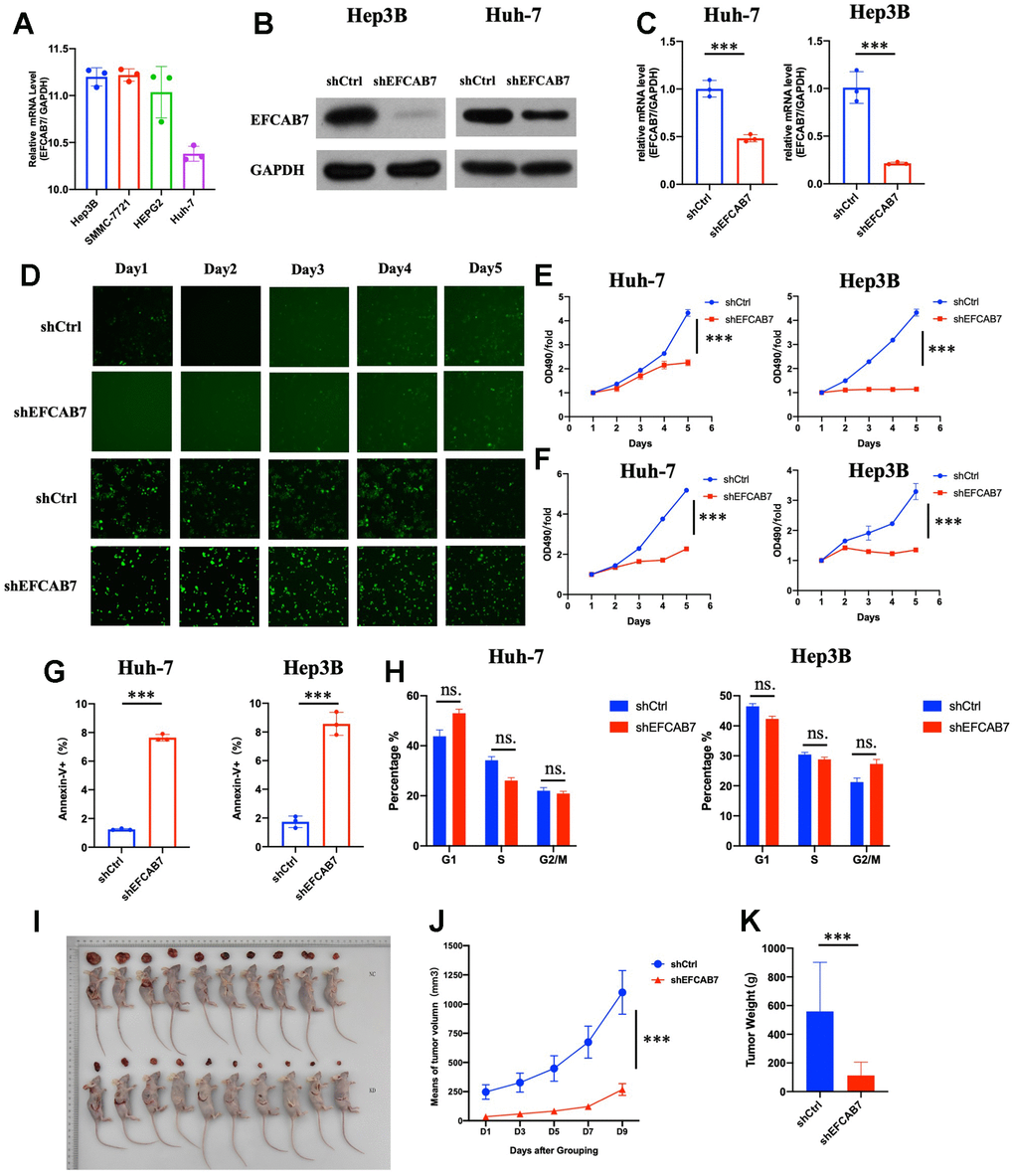 EFCAB7 enhanced HCC proliferation and inhibited apoptosis in vitro and in vivo. (A) RT-PCR analysis of EFCAB7 in four different HCC cell lines; (B, C) Western blot and qPCR detecting knockdown efficiency of EFCAB7 in Huh7 and Hep3B HCC cell line; (D) Representative images of Huh7 and Hep3B after EFCAB7 silencing in the same fields after 1, 2, 3, 4 and 5 days; (E) Tumor cell proliferation was detected by CCK-8 assays after 1, 2, 3, 4 and 5 days and normalized to D1. (n = 3); (F) Proliferation of stable silencing Hep3B and Huh7 cells was evaluated by MTT assay in 1, 2, 3, 4 and 5 days. (n=3); (G) Apoptosis rate of tumor cells after knocking down EFCAB7; (H) Cell cycle analysis after knocking down EFCAB7; (I) Hep3B tumor cells (4 × 106 cells per mouse, n = 10 for each group) were subcutaneously inoculated in BALB/c nude mice. The mice were sacrificed at 10 days. (J) The tumor volumes were also measured in different days after inoculation; (K) Tumor weight was measured at 10 days. one-way ANOVA and Student’s t-test were used to compare differences with continuous variables (*P 