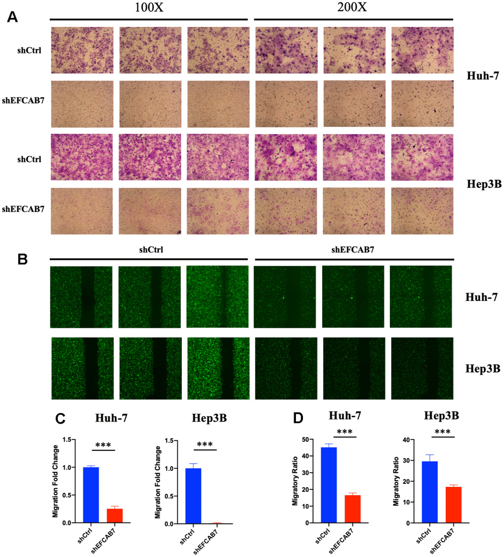 EFCAB7 promoted Hep3B and Huh7 cells metastasis in vitro. (A) Transwell assays were used to assess the influence of EFCAB7 on the invasion abilities of stable Hep3B and Huh7 cells; three representative images under 100X and 200X are presented. (B) Wound healing assays were performed to detect the migration abilities of Hep3B and Huh7 cells; (C) Migratory fold change was measured based on Transwell assays; (D) Migratory ratio was measured based on wound healing assays. Student’s t-test (*P 