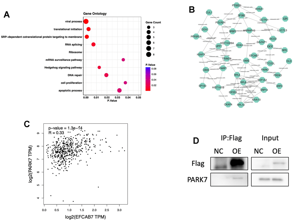 EFCAB7 might participate in many biological processes and interact with PARK7. (A) Gene Ontology of proteins directly interacting with EFCAB7 via mass spectrometry; (B) Gene co-expression network of EFCAB7 interacted proteins; (C) Correlation of PARK7 and EFCAB7 gene expression level in TCGA LIHC cohort; (D) Co-IP demonstrating PARK7 directly interacting with EFCAB7 in Hep3B. Student’s t-test and Pearson’s test (*P 