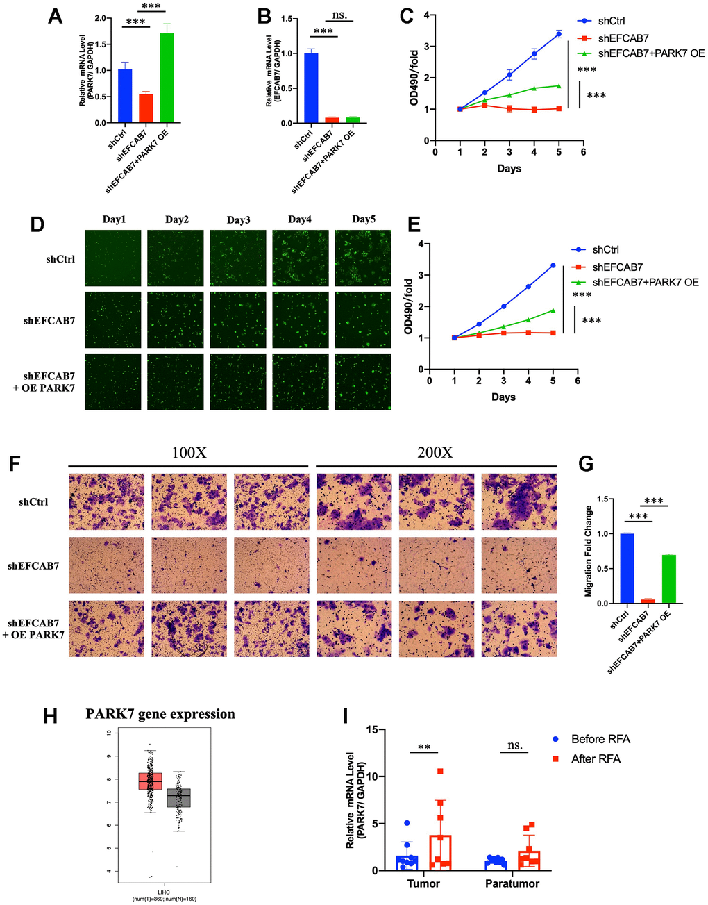 PARK7 functioned as a downstream molecule under EFCAB7. (A). RT-PCR analysis of the overexpression efficiency of PARK7 in EFCAB7 knockdown Hep3B cell line; (B). RT-PCR analysis of EFCAB7 mRNA expression level after the overexpression of PARK7 in Hep3B cell line; (C). Proliferation of stable transfected Hep3B tumor cells was measured by absolute cell counting (n=3); (D). Representative images of treated Hep3B in the same fields after 1, 2, 3, 4 and 5 days. (E). MTT assay analyzed the growth of stable transfected Hep3B tumor cells in different groups; (F) and (G). Transwell assays were conducted to measure the migration abilities of different treated tumor cells; (H). Expression of PARK7 in TCGA database; (I). RT-PCR analysis of PARK7 in HCC tumor tissues and adjacent tissues before and after RFA. Student’s t-test (*P 