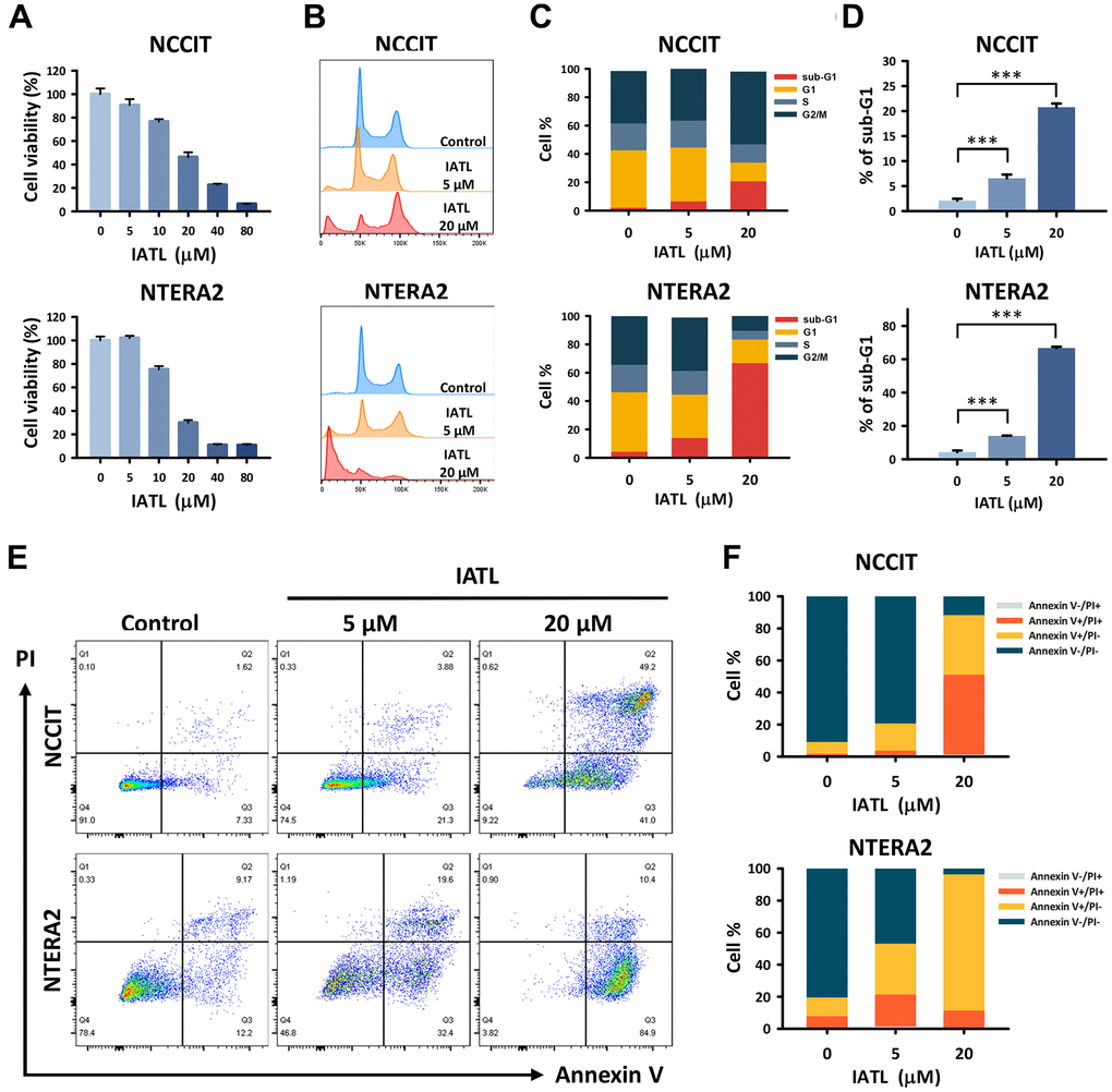 IATL showed a cytotoxic effect and induced apoptosis in the NCCIT and NTERA2 cell lines. (A) We conducted an MTT assay to analyze the cell viability in NCCIT and NTERA2 cell lines treated with IATL (0, 5, 10, 20, 40, and 80 μM) for 24 hours. In addition, flow cytometry was used to detect the cell cycle of testicular cancer cell lines after IATL treatment (0, 5, and 20 μM) for 48 hours. (B) The peak chart shows the cell accumulation in each phase; we defined 50k as a haploid chromosome. (C) The percentage of various phases in the cell cycle is shown in bar charts. (D) There are increasing trends of sub-G1 on both NCCIT and NTERA2 cell lines exposed to IATL. The data are shown as mean ± SD (** p E) Additional flow cytometry with Annexin V/PI dual staining was conducted to detect the stage of apoptosis. NCCIT and NTERA2 were treated with IATL (0, 5, and 20 μM) for 48 hours. (F) The bar chart shows the proportion of testicular cancer cells; the viable cells decreased after IATL treatment.