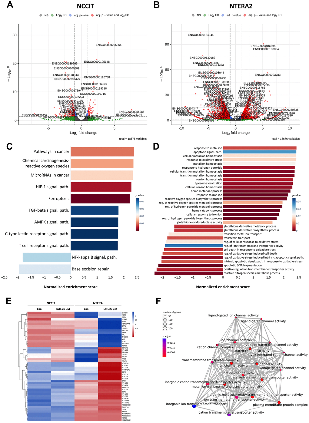 KEGG and gene ontology (GO) enrichment analysis in IATL-treated NCCIT and NTERA2 cell lines. (A, B) The volcano plots of NCCIT and NTERA2 visualized genes with significant differences in expression levels. (C) The KEGG enrichment analysis bar plot indicated the IATL-related pathways, which presented significant differences. (D) The bar plot of a GO analysis shows the cell cycle or apoptosis-related pathways, which changed expression level obviously after the NCCIT and NTERA2 were treated with IATL. (E) The heat map of the NGS database comparing the expression levels between the control group and the cell lines treated with IATL 20 μM. Blue: upregulation. Red: downregulation. (F) The emap plot (p.adjust 