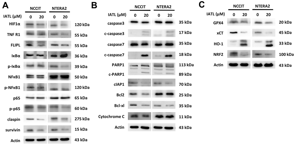 IATL triggered apoptosis and ferroptosis pathways in testicular cancer cells. (A) The western blot implied the decreasing expression of p-IκBα, p-NFκBα1 and p65, the downstream molecules of the TNFR1 pathway. (B) The apoptosis-related proteins presented the expected trends after IATL treatment. Our hypothesis that IATL could induce apoptosis in testicular cancer cell lines has been confirmed. (C) GPX4, xCT, and NRF2 demonstrated declining trends, and HO-1 presented an increasing trend. The results verified that IATL is related to ferroptosis.