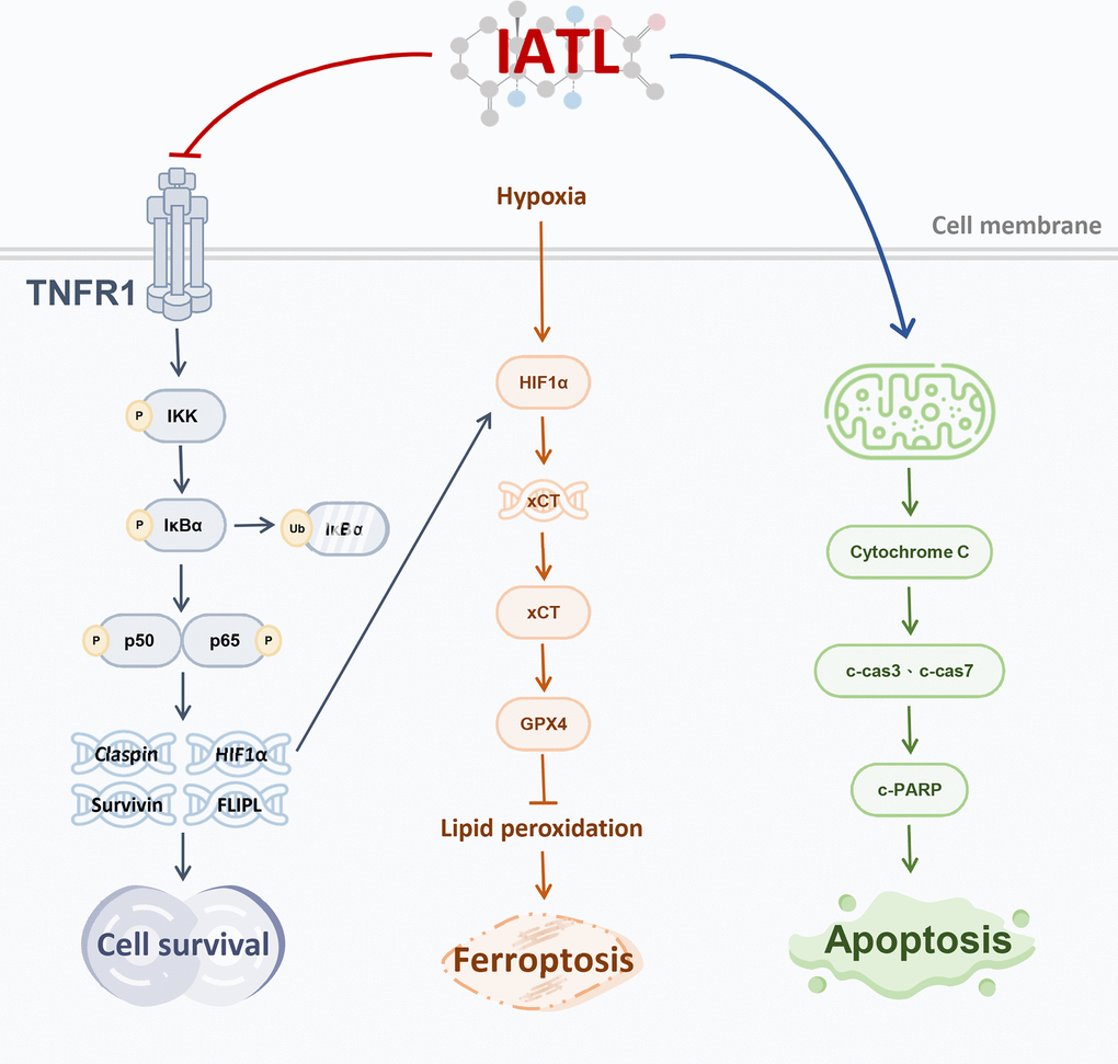 Schematic figure showing that IATL inhibits survival and promotes ferroptosis and apoptosis in testicular cancer cells via the TNF R1-induced NF-κB pathway.