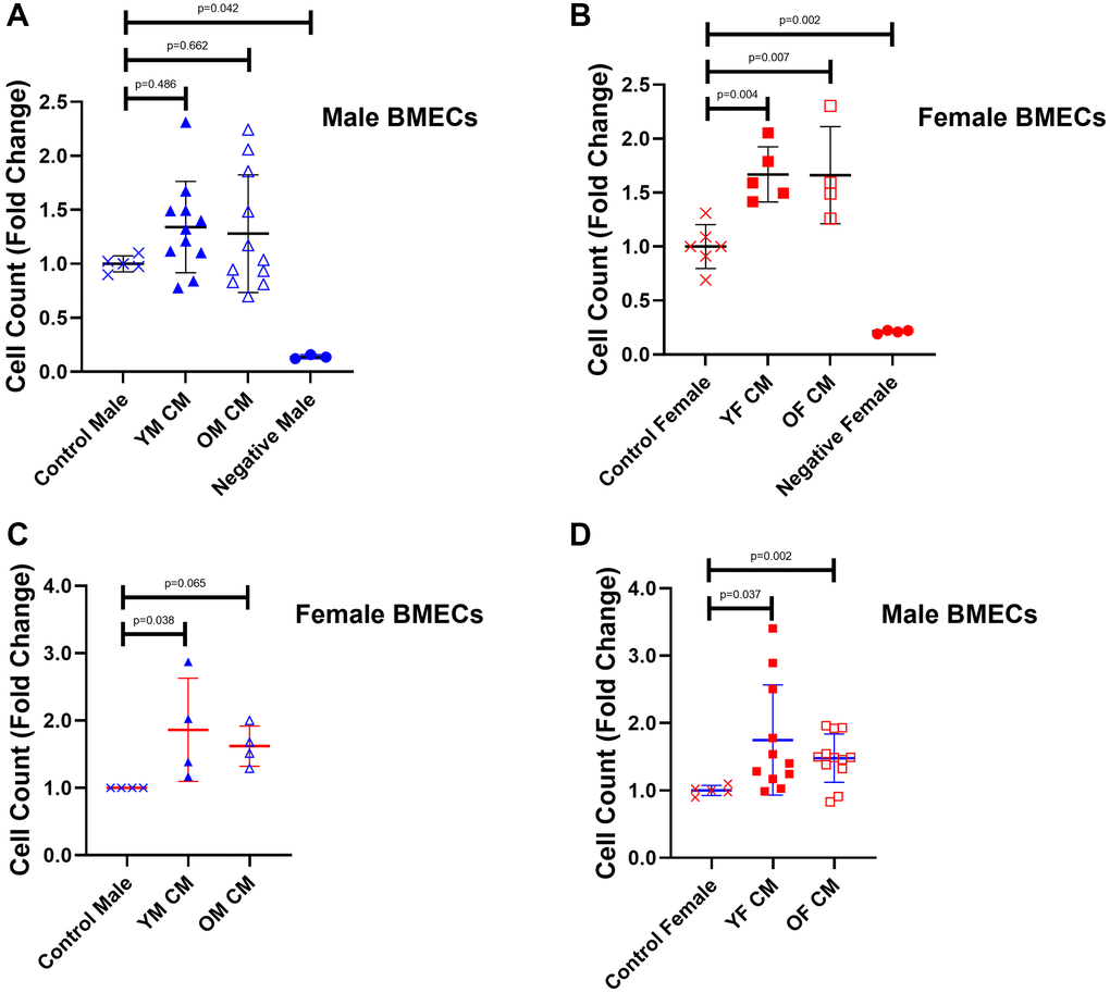 Proliferation of male and female BMECs increases with female MK CM treatment. (A) Male BMECs treated with male MK CM. (B) Female BMECs treated with female MK CM. (C) Female BMECs treated with male MK CM. (D) Male BMECs treated with female MK CM. The number of cells was quantified following a 48-hour incubation period. Data are expressed as a mean ± SD fold change relative to their respective controls (n = 3–11 biological replicates/group). For the negative control group (α-MEM lacking serum), n = 3 for male and 4 for female BMECs). Significance was determined using a one-way ANOVA with Tukey’s post-hoc test (A, B, D) or Kruskal-Wallis test (C) depending on the normalcy of the data distribution as determined by a Shapiro-Wilk test. Female BMECs treated with young female MK CM, old female MK CM, and young male MK CM proliferated significantly more than control female BMECs. Male BMECs treated with young or old female MK CM exhibited significantly greater proliferation. No significant differences in proliferation were found in male BMECs treated with male MK CM.