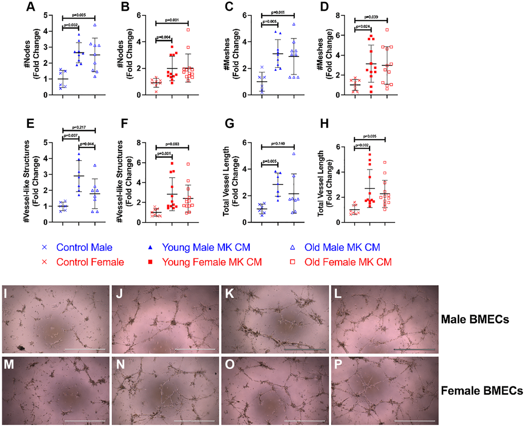 Various MK CM treatments increase length and complexity of BMEC vascular network. The number of nodes (A, B), the number of meshes (C, D), the number of vessel-like structures formed (E, F), and the total length of vessel-like structures (G, H) were quantified following an 8-hour incubation period. Representative images of BMEC vessel-like formation assays for control media (I, M), young MK CM (J, N), old MK CM (K, O), and positive control (L, P), with males in panels I-L, and females in panels (M–P). Data are expressed as a mean ± SD fold change relative to their respective controls (n = 8–13 biological replicates/group). Significance was determined using one-way ANOVA with Tukey’s post-hoc analysis (A, C, D, E) or Kruskal-Wallis test with Dunn’s post-hoc analysis (B, F, G, H) depending on the normalcy of the data distribution as determined by a Shapiro-Wilk test. Both young and aged female MK CM significantly increased all vessel-like formation properties. While young male MK CM also improved vessel-like properties, aged male MK CM did not increase the number of vessel-like structures nor the length of the vessel-like structures.