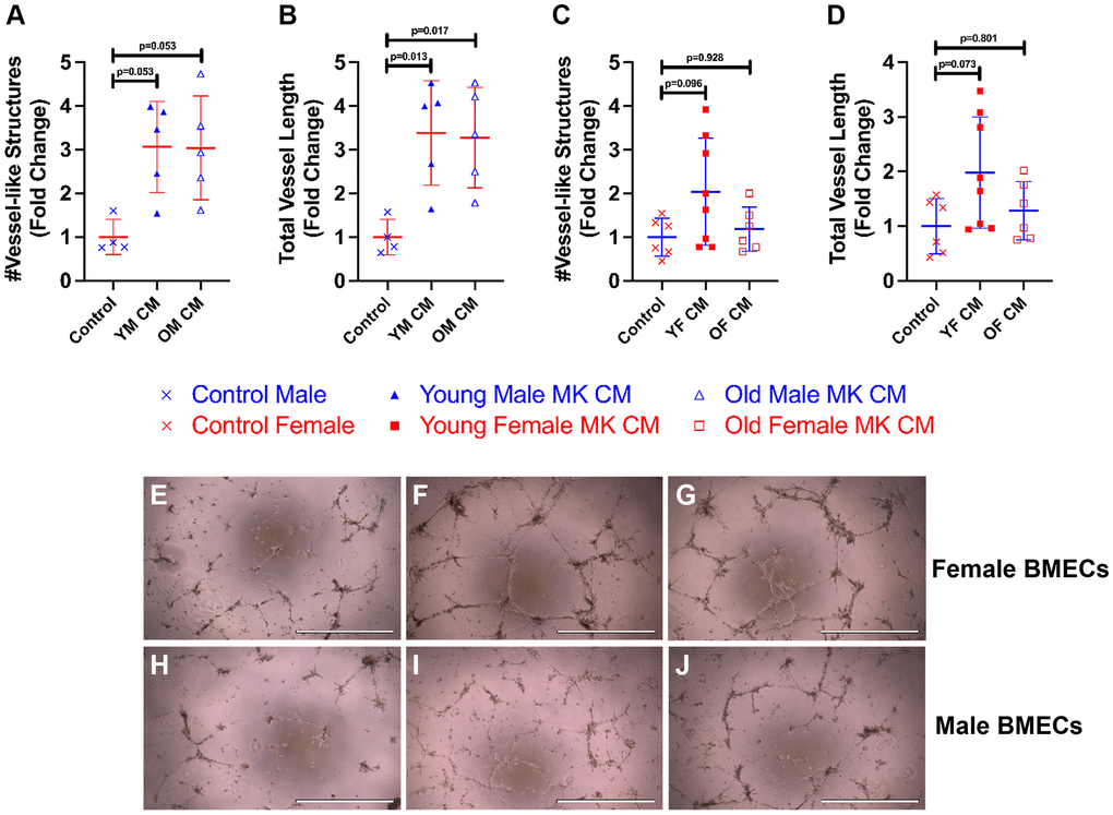 Young and old male MK CM significantly increase female BMEC vessel-like structure length. The number of vessel-like structures formed and total length of vessel-like structures were quantified following an 8-hour incubation period for female BMECs treated with male MK CM (A, B) and male BMECs treated with female MK CM (C, D). Representative images of BMEC vessel-like formation assays for Control media (E, H), young MK CM (F, I), and old MK CM (G, J), treatment groups are also shown for both female BMECs treated with male MK CM (E–G) and male BMECs treated with female MK CM (H–J). Data are expressed as a mean ± SD fold change relative to their respective controls (n = 4–8 biological replicates/group). Significance was determined using one-way ANOVA with Tukey’s post-hoc analysis (B–D) or Kruskal-Wallis test with Dunn’s post-hoc analysis (A) depending on the normalcy of the data distribution as determined by a Shapiro-Wilk test.