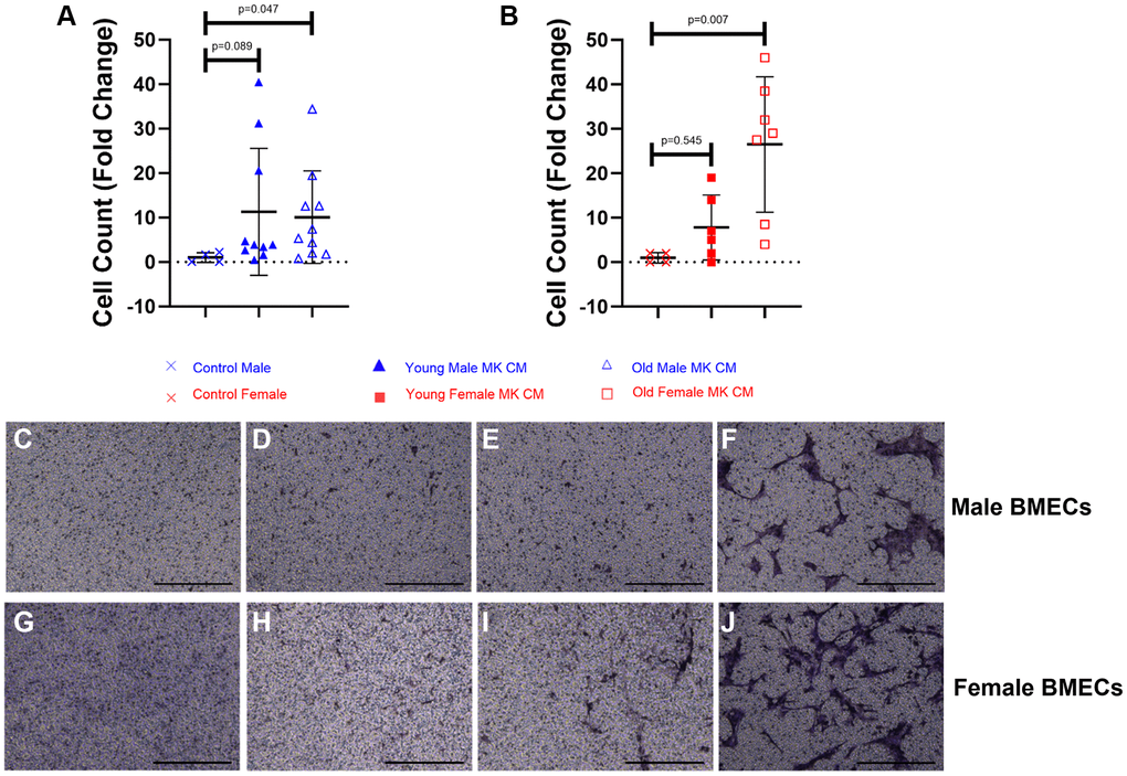 Aged female and male MK CM increase unidimensional, transwell migration of BMECs. The number of migrated male BMECs (A) and female BMECs (B) was quantified following an overnight incubation period. Data are expressed as a mean ± SD fold change relative to their respective controls (n = 4–10 biological replicates/group). Significance was determined using a one-way ANOVA with Tukey’s post-hoc test. Aged MK CM significantly increased the migration of BMECs compared to control regardless of sex. Representative images of male BMECs using crystal violet staining (C- Control, D- Young Male MK CM, E- Old Male MK CM, F- 5% FBS control). Representative images of female BMECs using crystal violet staining (G- Control, H- Young Female MK CM, I- Old Female MK CM, J- 5% FBS control).