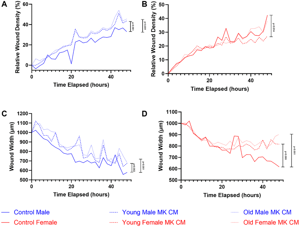 Altered two-dimensional motility of BMECs with MK CM treatments. The changes in relative wound density (A-males, B-females) and wound width (C-males, D-females) were quantified through data collected every 2 hours over a 48-hour period. Significance was determined using a two-way ANOVA with Dunnett’s post-hoc test (significance bars are noted to the right on all panels). Cross-sectional analyses were made at 12-, 24-, and 48-hour timepoints for all panels as well. No significant differences in relative wound density (A, B) were observed in any cross-sectional analyses. A one-way ANOVA found that female BMEC wound closure (panel D) was significantly inhibited when treated with female aged MK CM at the 48-hour timepoint (p = 0.029), but all other cross-sectional analyses were not significant in panels C and D. Solid, dashed, and dotted lines represent the means (n = 3–16 biological replicates/group).