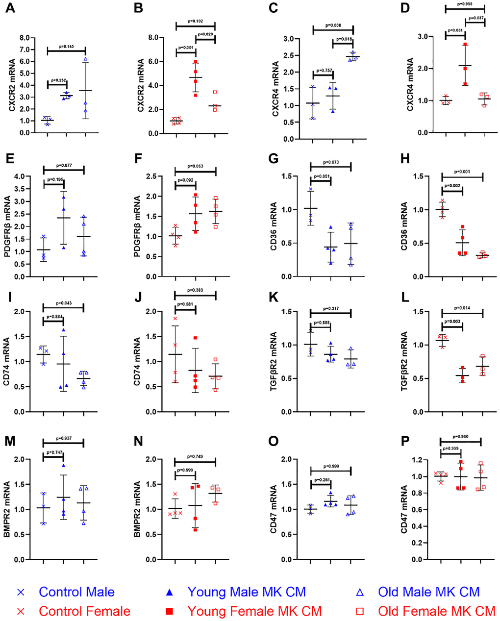 Certain MK CM treatments alter various genes of BMECs to a proangiogenic and proinflammatory phenotype. The changes in mRNA expression were quantified following an overnight incubation period. Data are expressed as a mean ± SD fold change relative to their respective controls with post-hoc p-values listed in each panel (n = 3–4 biological replicates/group). GAPDH was used as an internal control. Significance was determined using one-way ANOVA with Tukey’s post-hoc analysis or Kruskal-Wallis test with Dunn’s post-hoc analysis depending on the normalcy of the data distribution as determined by a Shapiro-Wilk test. MK CM treatments showed trending or significant increases in BMEC expression of CXCR2 (A, B) and PDGFRβ (E, F), while showing trending or significant decreases of CD36 (G, H), CD74 (I, J), and TGFβR2 (K, L) expression. Although aged male and young female MK CM significantly increased CXCR4 expression, young male and aged female MK CM did not (C, D). No significant differences in gene expression levels were seen in BMPR2 (M, N) or CD47 (O, P).