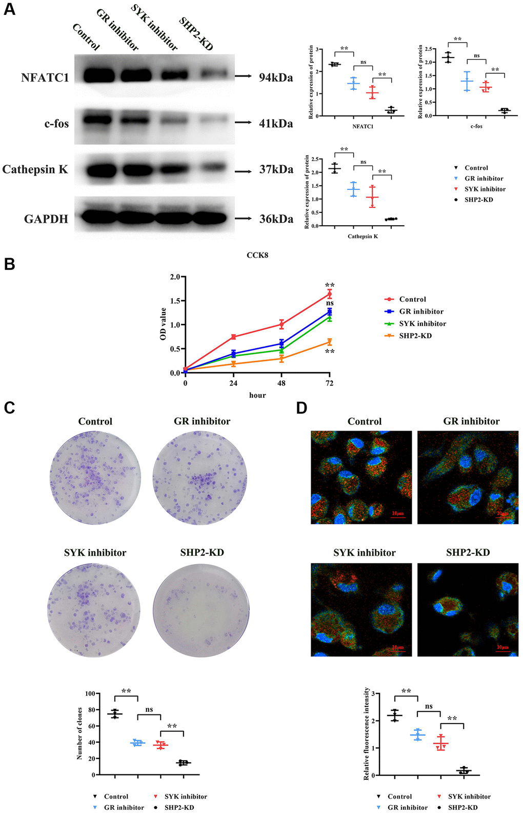 Modulation of osteoclastogenesis by the SYK/SHP2/NF-κB pathway. (A) Western blot analysis revealed decreased expression levels of NFATC1, c-fos, and Cathepsin K in GR inhibitor-treated BMM cells, with further reductions observed upon SYK inhibition and SHP2-KD. (B) Cell viability assay (CCK8) showed decreased optical density (OD) values in GR and SYK inhibitor-treated groups compared to controls, with a significant reduction in SHP2-KD cells. (C) Monoclonal formation assay demonstrated decreased colony formation in GR and SYK inhibitor-treated groups, with a further reduction in SHP2-KD cells. (D) Immunofluorescence staining for tartrate-resistant acid phosphatase (TRAP) indicated decreased fluorescence intensity in SHP2-KD, SYK inhibitor, and GR inhibitor-treated groups compared to controls, suggesting reduced presence of bone-resorbing cells. Abbreviations: SOP: Ovariectomized mice with osteoporosis; Non-SOP: Non-ovariectomized control mice; Lv-sh-SHP2: Lentivirus-mediated SHP2 knockdown; GR: Glucocorticoid receptor; BMM: Bone marrow-derived macrophages; OD: Optical density; NC: Negative control. **P nsP > 0.05.