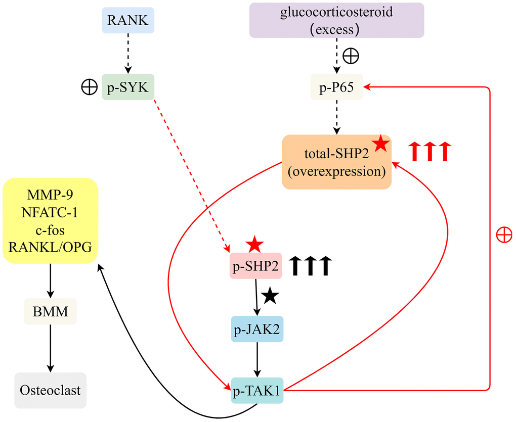 Excessive glucocorticoids and RANKL interaction advance osteoclast differentiation from BMM by activating the SYK/SHP2/NF-κB signaling pathway, expediting osteoporosis progression.