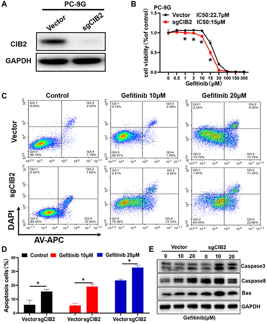 CIB2 increases gefitinib resistance by inhibiting cellular apoptosis. (A) CIB2 knockout stable cell lines were constructed by lentivirus infection, and the expression levels of CIB2 were analyzed by Western blotting. (B) The gefitinib sensitivities were analyzed in CIB2 knockout cells treated with different concentrations of gefitinib for 72 h using CCK8 kit. (C) CIB2 knockout cells were treated with different gefitinib or PBS for 48 h, then the proportion of cell apoptosis were measured by flow cytometry. (D) Cell apoptosis rates were quantitatively calculated by histogram. (E) The protein expression levels of BAX, Caspase3 and Caspase8 were detected by Western blotting in cells with CIB2 knockout. Data were statistically analyzed using Student’s t-test and values were presented as mean ± SD of three independent experiments. *indicates significant difference at p 