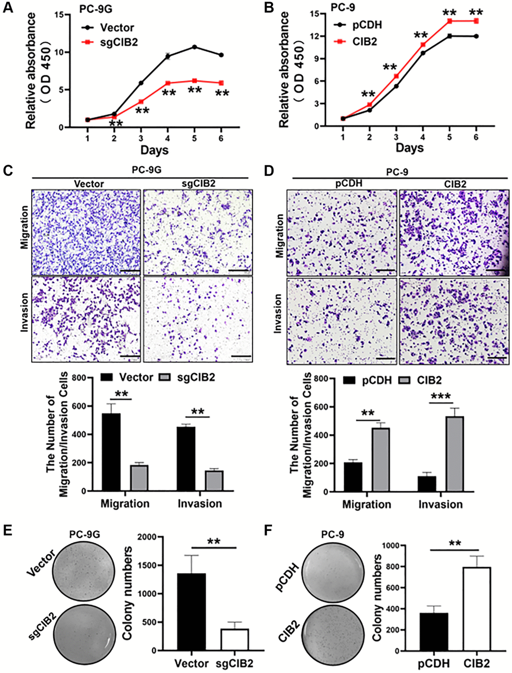 CIB2 acted as an oncogene in lung cancer development. (A, B) Cell proliferation abilities of CIB2 knockout or overexpression were measured using the CCK8 assay. (C, D) Cell migration and invasion activities of indicated cells were analyzed using the Transwell assay. (E, F) Indicated cells were used to test colony formation activities with soft agar assay. Data were statistically analyzed using Student’s t-test and values were shown as mean ± SD of three independent experiments. **indicated significant difference at p ***indicated significant difference at p 