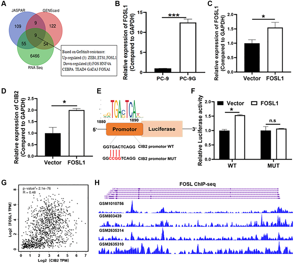 FOSL1 increased CIB2 expression levels at the transcriptional level. (A) Venn diagram showing overlap between RNA sequence data (PC-9 vs. PC-9G) and the CIB2 upstream transcription factor predicted by two websites: JASPAR (http://jaspar.genereg.net/) and Gene Cards (https://genecards.com/). (B) Relative mRNA expression levels of FOSL1 were detected by qRT-PCR in PC-9 and PC-9G cells. (C, D) The FOSL1 and CIB2 expression levels were detected in FOSL1-overexpressed cells by qRT-PCR in PC-9 cells. (E) The WT/MUT binding sites and FOSL1 motif in the promoter region of CIB2 were shown. (F) The luciferase reporter assays were used to test CIB2-WT or CIB2- MUT binding activities with FOSL1. (G) Correlation relationships between CIB2 and ZEB1 were analyzed in the cBioPortal database (https://www.cbioportal.org/). (H) Cistrome database was used to show the binding peaks of FOSL1 at CIB2 promoter region (http://cistrome.org/db/#/). Data were statistically analyzed using Student’s t-test and values were shown as mean ± SD of three independent experiments. *indicated significant difference at p *** indicated significant difference at p 