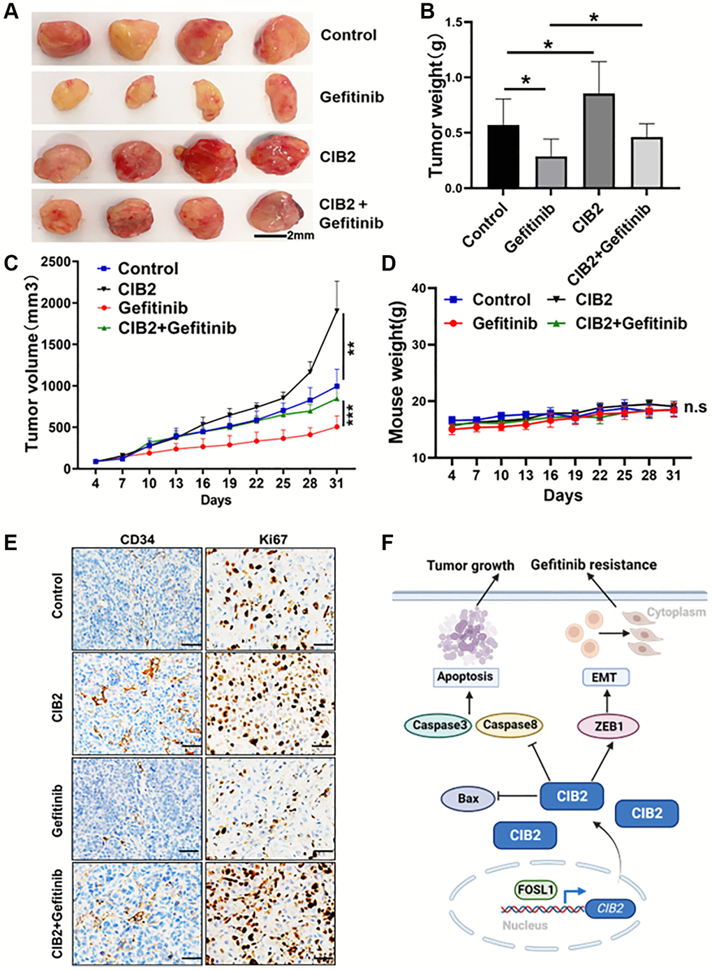 CIB2 expression promotes tumorigenesis and gefitinib resistance in vivo. PC-9 or CIB2-overexpressed cells were injected into the flanks of nude mice. When the tumor volume reached about 50 mm3, gefitinib (10 mg/kg) or 0.9% saline was given by oral gavage every three days. Mice weights and tumor volumes of mice were recorded. After three weeks, the mice were anaesthetized, and tumor tissues were stripped out and then weighted. (A) Each group of tumors was taken out for photography and analysis. Tumor weights (B) and tumor sizes (C) were significantly larger in CIB2-overexpressed group, despite given gefitinib to the CIB2 group, the tumor weights and tumor volumes showed resistance to gefitinib treatment. Corresponding control (n = 4). Data were statistically analyzed using Student’s t-test and values were presented as mean ± SD of three independent experiments. ** and ***. *indicated significant difference at p D) Body weights of mice in each group showed no significant changes during the drug treatment. (E) The immunohistochemistry results showed high Ki67 and CD34 expression levels in CIB2-overexpressed group than the control group, and the CIB2-overexpressed group treated with gefitinib showed slightly decreased Ki67 and CD34 expression levels. (F) A pattern diagram to summarize the role of CIB2 in the regulation of tumorigenesis and chemoresistance in lung cancer. CIB2/ZEB1 axis induced tumor growth and gefitinib resistance by inhibiting cell apoptosis and enhancing EMT in lung cancer.