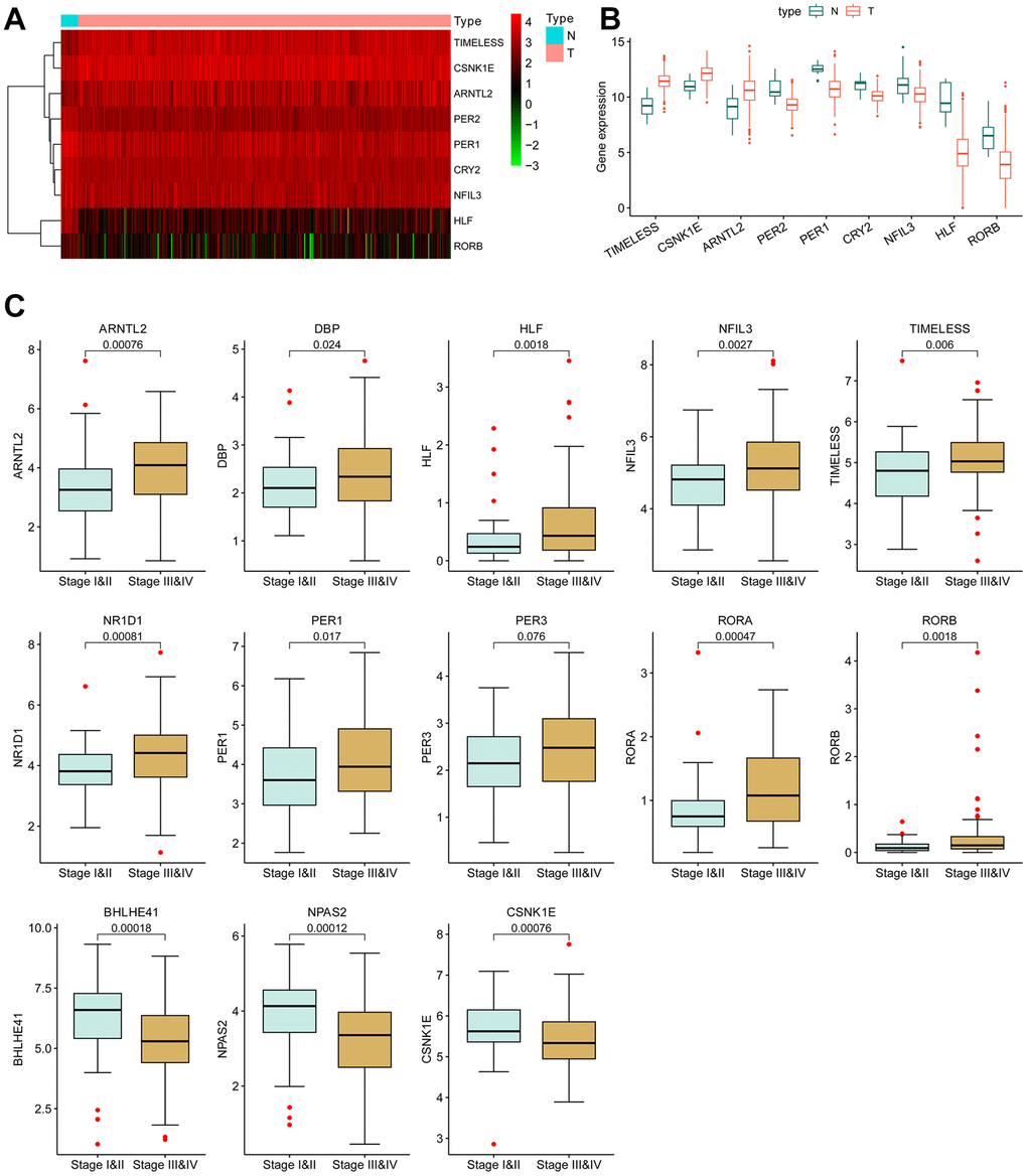 Differentially expressed circadian rhythm genes in BCLA. (A) Heatmap and (B) boxplot of the differentially expressed CCRGs mRNAs between BLCA tumors and normal tissues. (C) The correlation of CCRGs mRNAs with tumor stages.